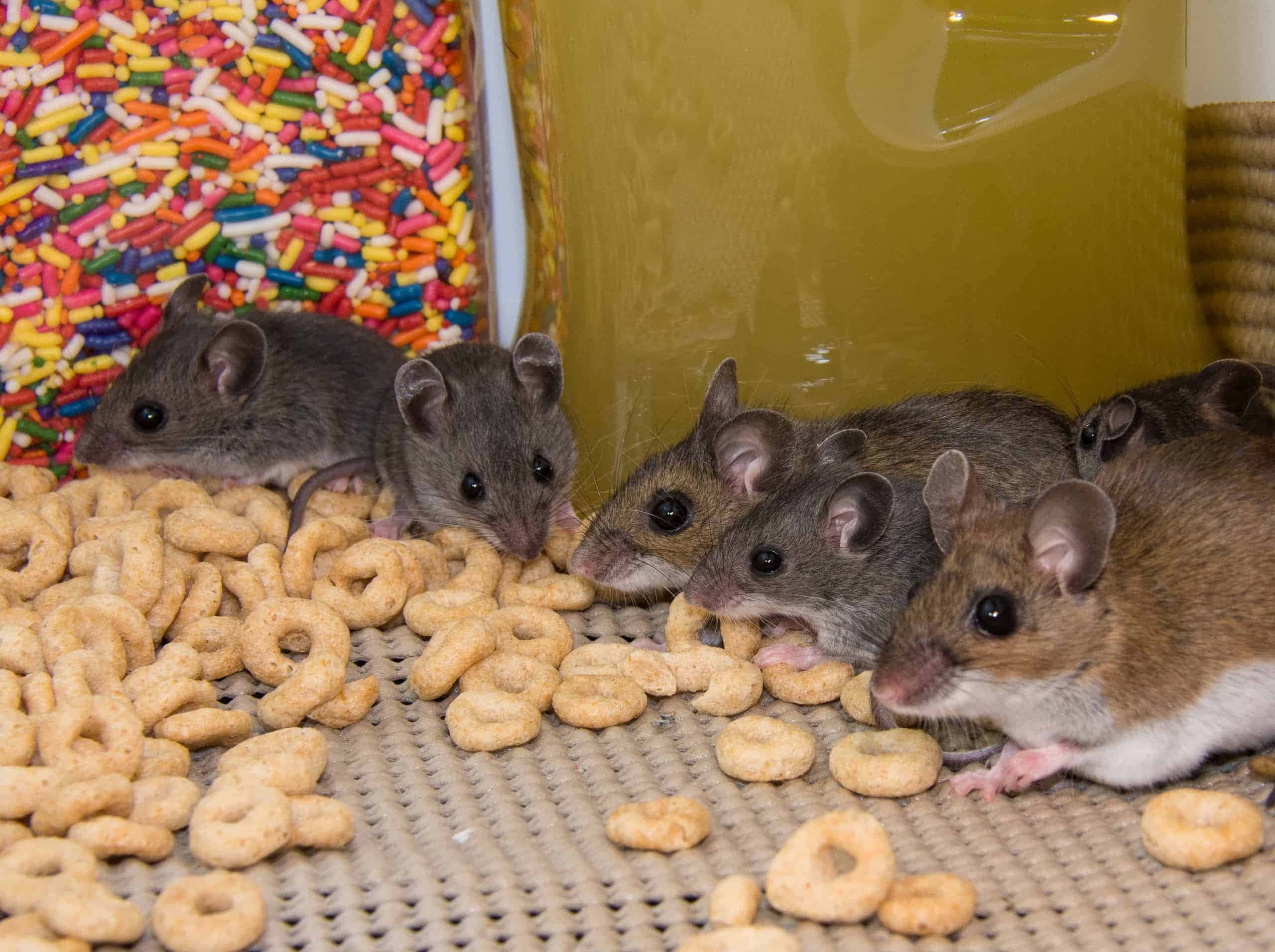 Mouse 桌布 壁紙 — 一群灰色小老鼠在一罐彩色糖粒旁邊，津津有味地吃著穀物圈。