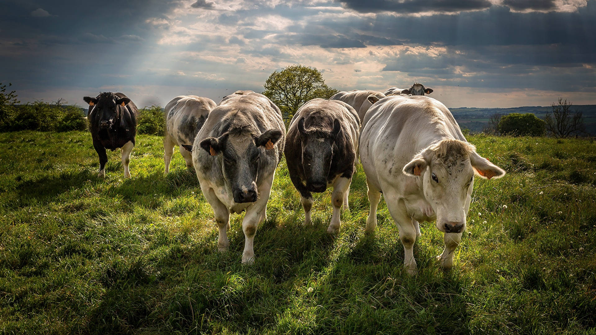 farm animals 桌布 壁紙 — 一群牛站在陽光照耀的綠色田野上，天空多雲而戲劇化，光線穿透雲層。