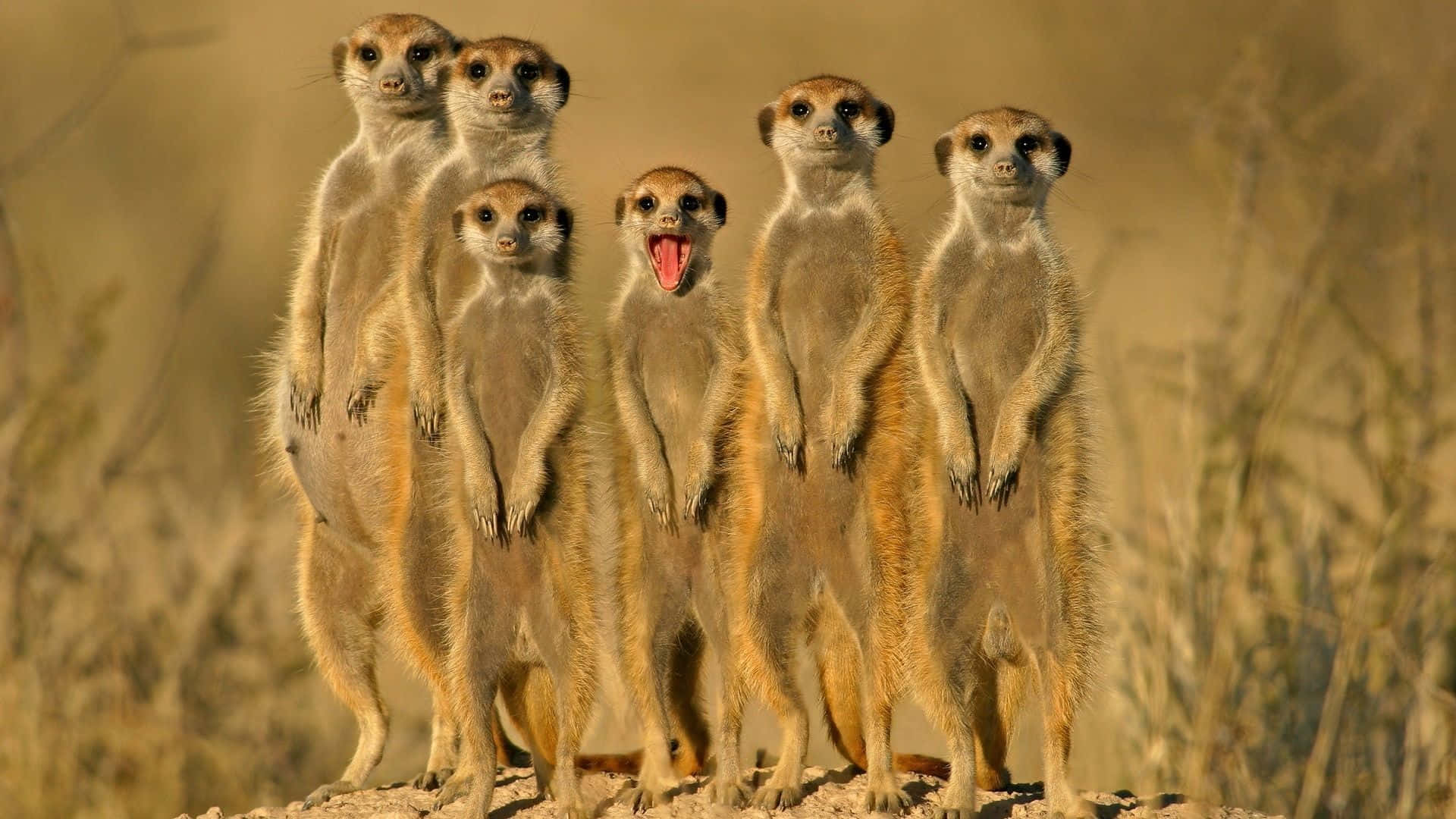 animals 桌布 壁紙 — 一群狐獴警覺地站在陽光照耀的岩石上，其中一隻對著金色草地背景張大嘴巴打哈欠。