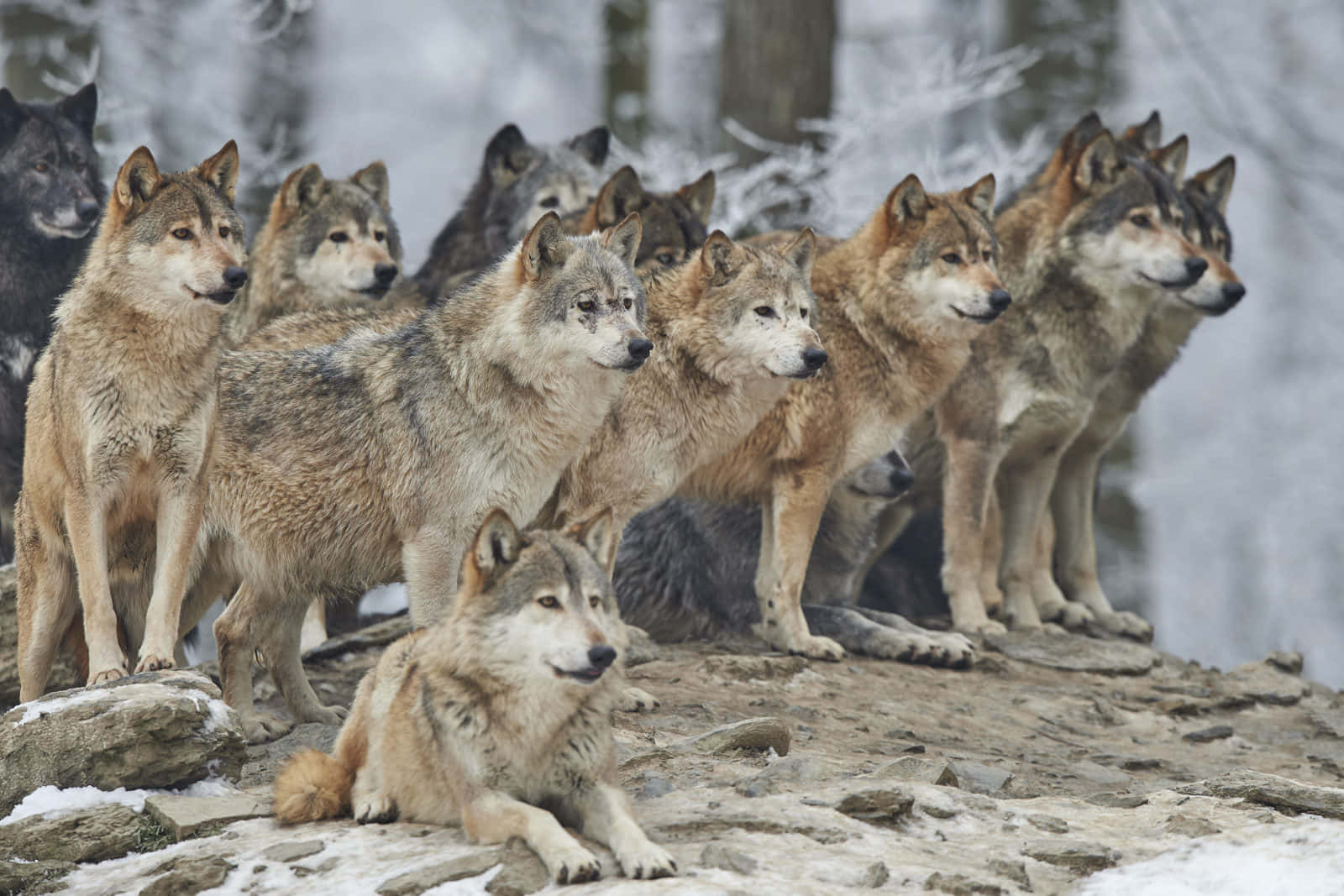 Wolf In Winter 桌布 壁紙 — 一群狼在冬季森林中白雪覆蓋的岩石露頭上保持警覺，身後是霧氣朦朧的樹木。