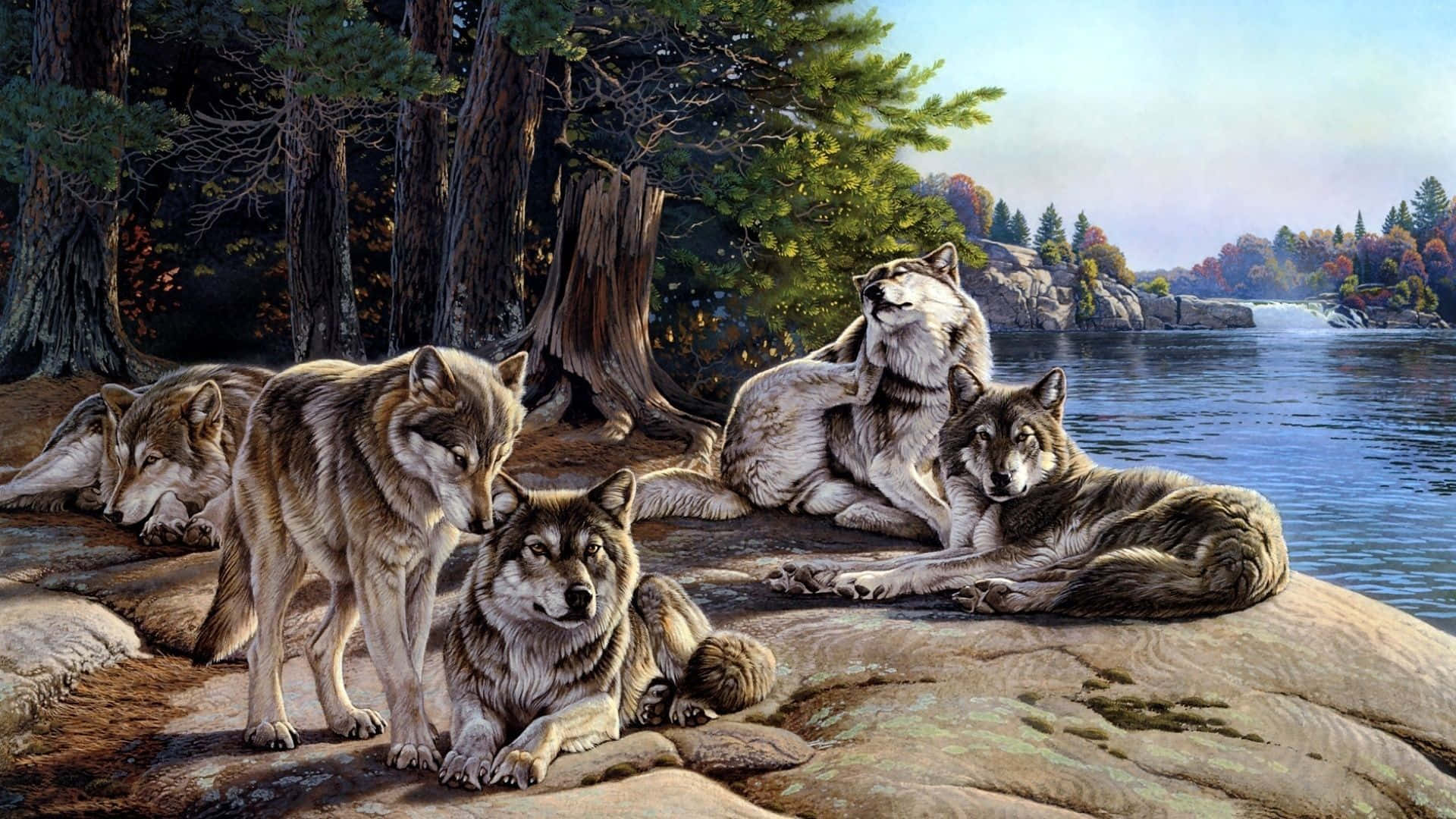 animals 桌布 壁紙 — 一群狼在岩石湖岸上休息，周圍是高聳的樹木，帶有秋葉和遠處的瀑布。