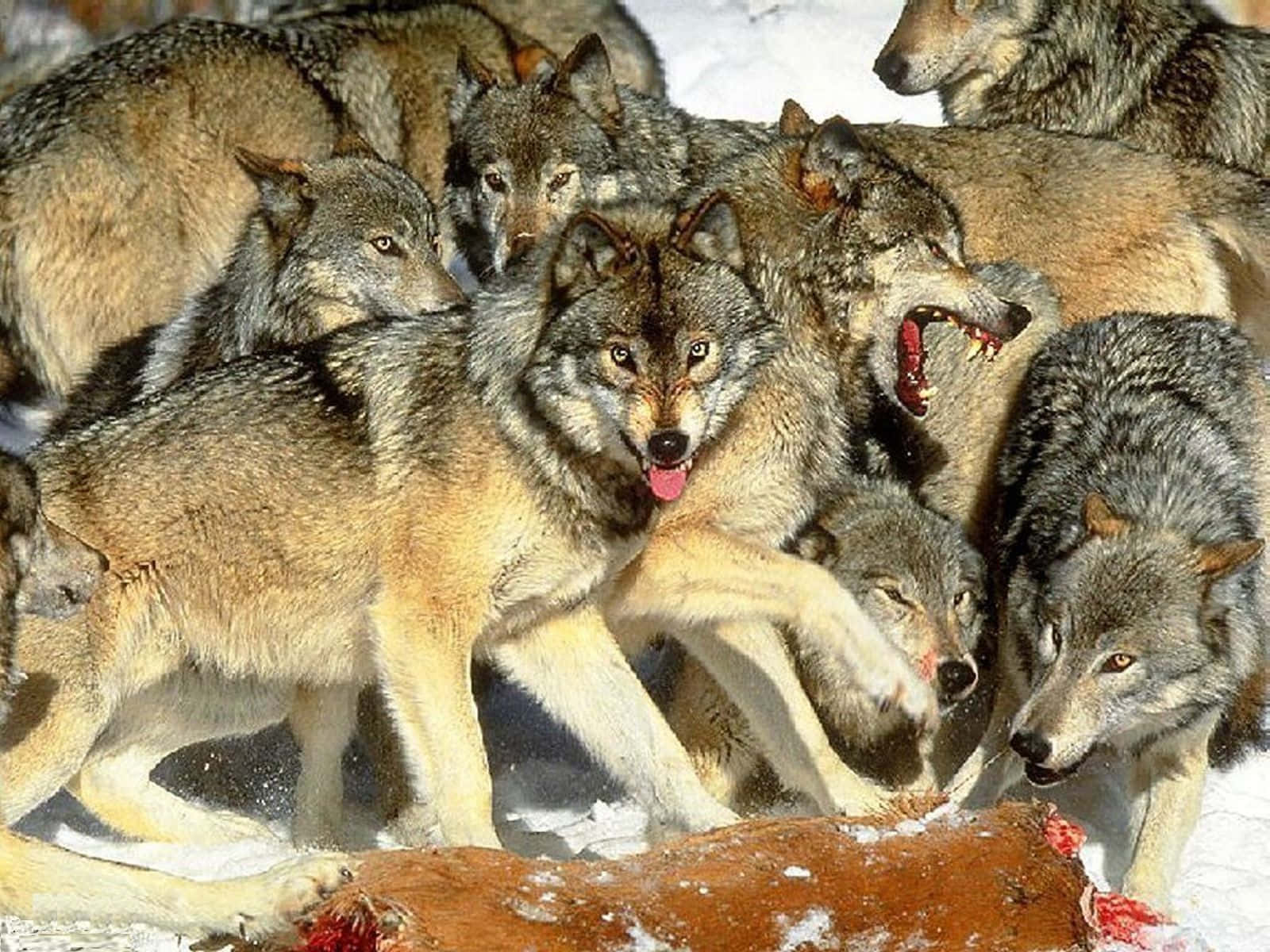 animals 桌布 壁紙 — 一群狼在雪地中圍著一具屍體，其中一隻正在咬食，另一隻在咆哮。