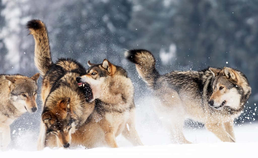 Hunting Wolves 桌布 壁紙 — 一群狼在雪地森林中嬉戲打鬧，雪花在牠們的毛髮周圍飛舞。