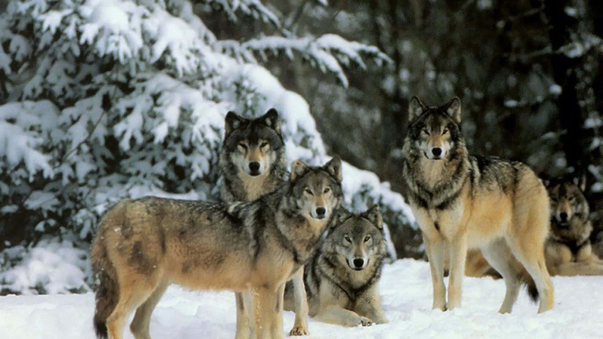 Cute Wolves 桌布 壁紙 — 一群狼在雪地森林中警覺地站立，身後是積雪的樹木。