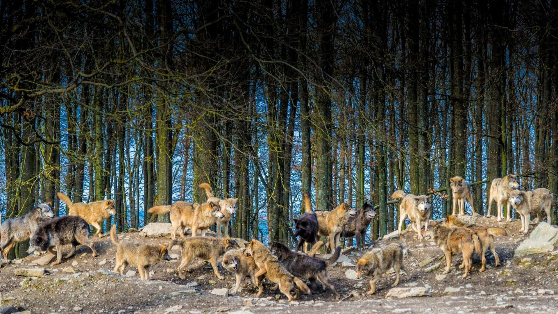 Wolf Pack 桌布 壁紙 — 一群狼聚集在岩石森林空地上，光禿禿的樹木下，藍天隱約可見。