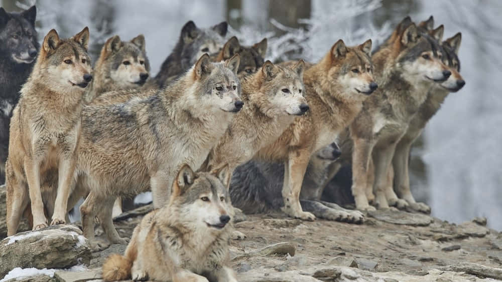 wolfdog 桌布 壁紙 — 一群狼警覺地站在白雪覆蓋的懸崖邊，身後是霧氣朦朧的瀑布。