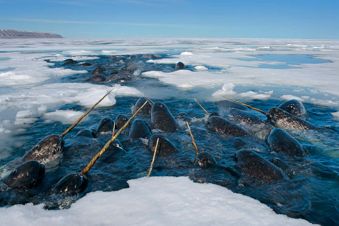 Narwhal 桌布 壁紙 — 一群獨角鯨從冰冷的北極水域中浮出水面，長長的獠牙破開冰雪。