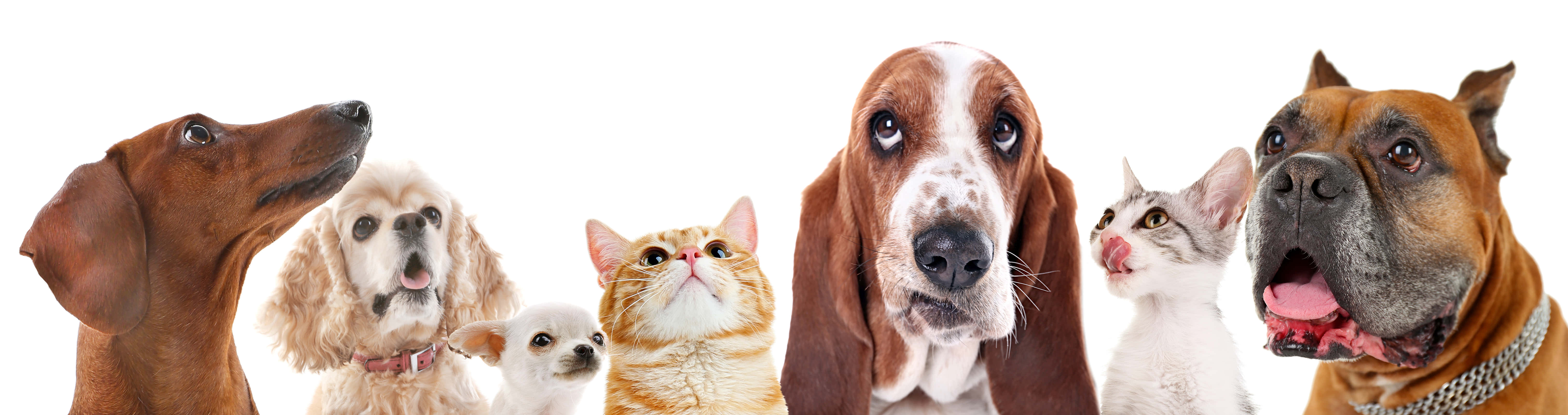 pets 桌布 壁紙 — 一群由七隻狗和貓組成的多樣化群體，帶著不同的表情，在純白背景上向上凝視。