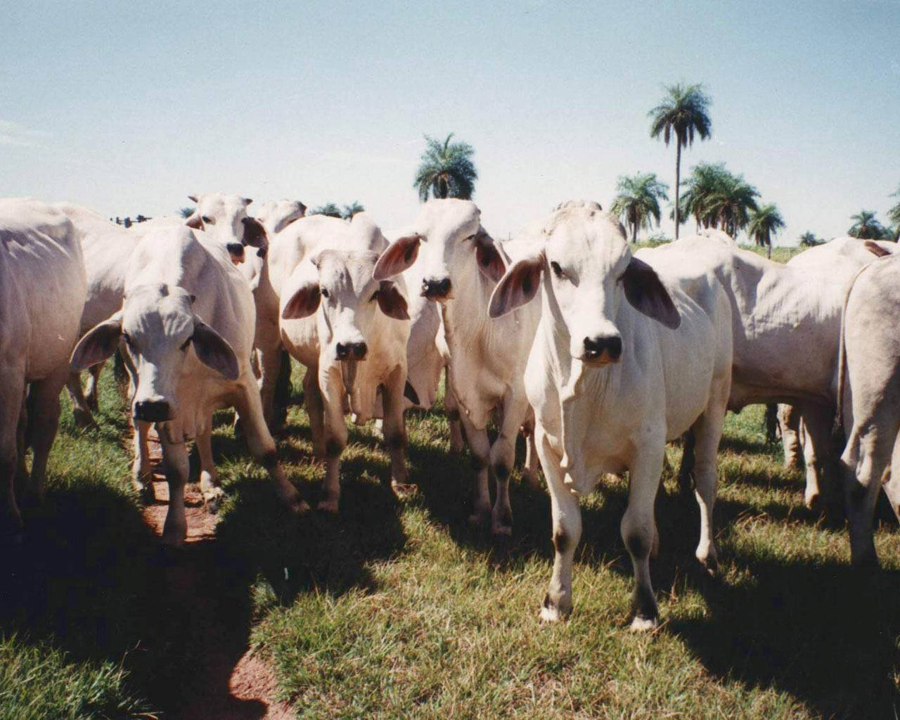 farm animals 桌布 壁紙 — 一群白色的牛站在陽光照耀的草地上，背景有棕櫚樹。