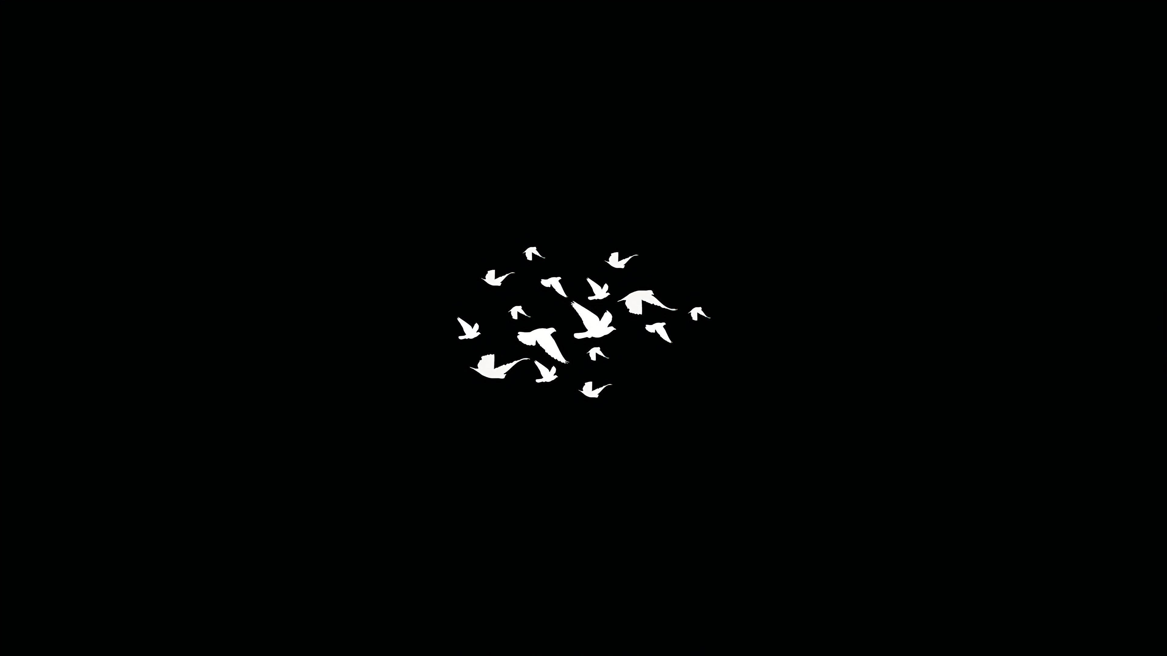 Dark Minimalist 桌布 壁紙 — 一群白色鳥類的剪影在純黑色背景上動態飛翔。