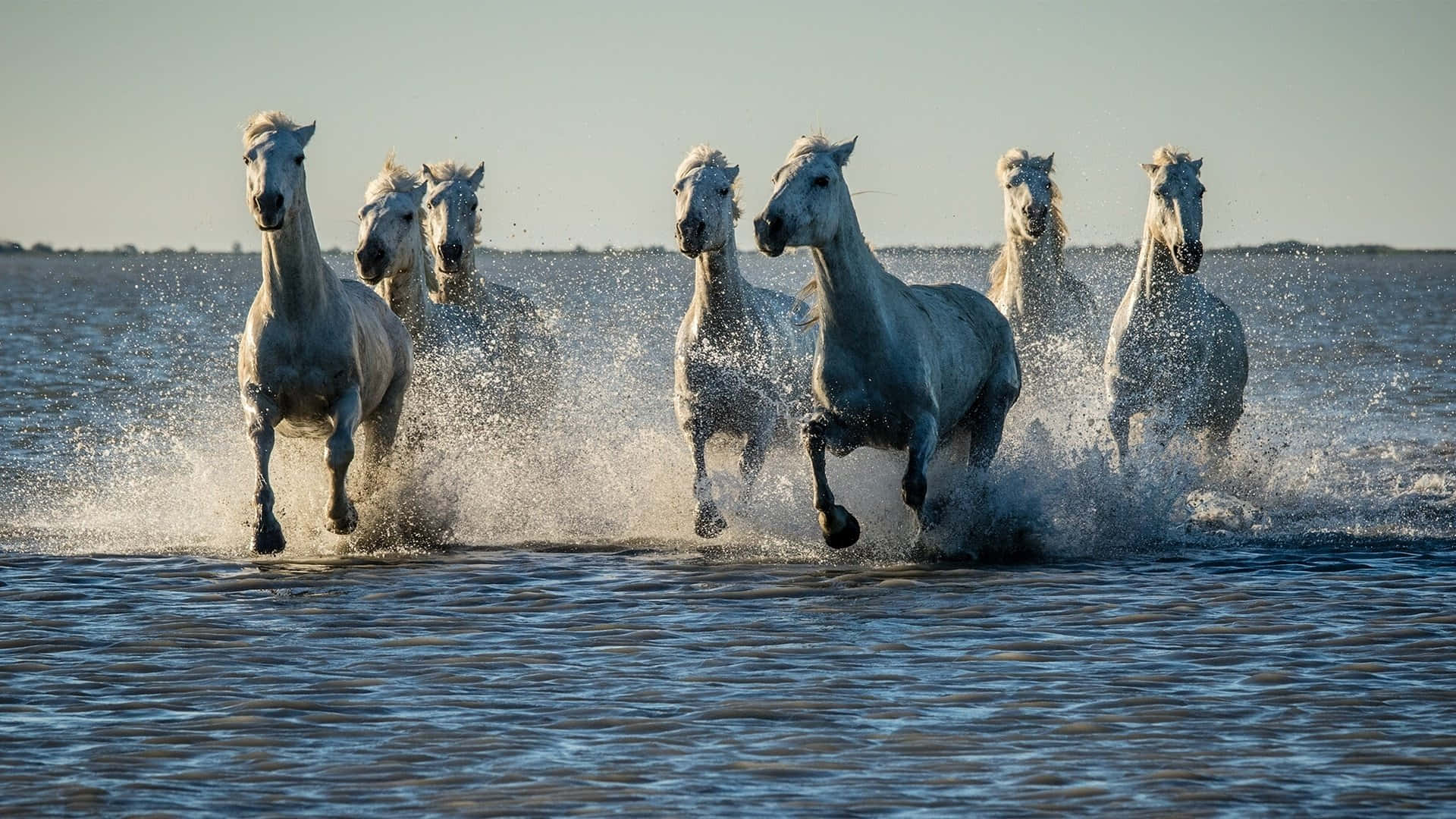 7 Horses 桌布 壁紙 — 一群白馬在晴朗的天空下，強而有力地奔騰過淺水，濺起水花。