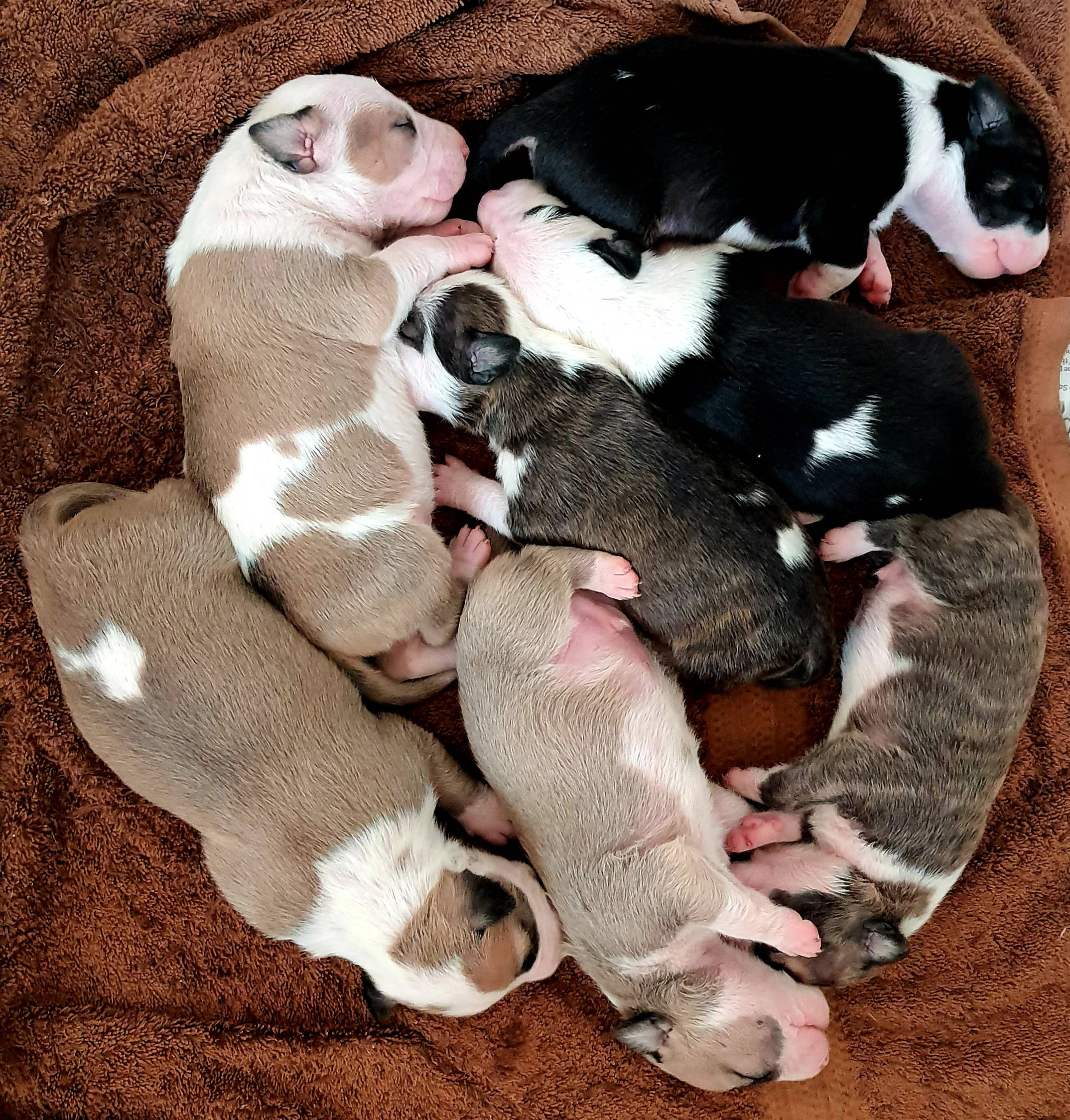 Pitbull Puppies 桌布 壁紙 — 一群睡著的鬥牛犬幼犬，有各種棕色、白色和黑色圖案，依偎在柔軟的棕色毯子上。