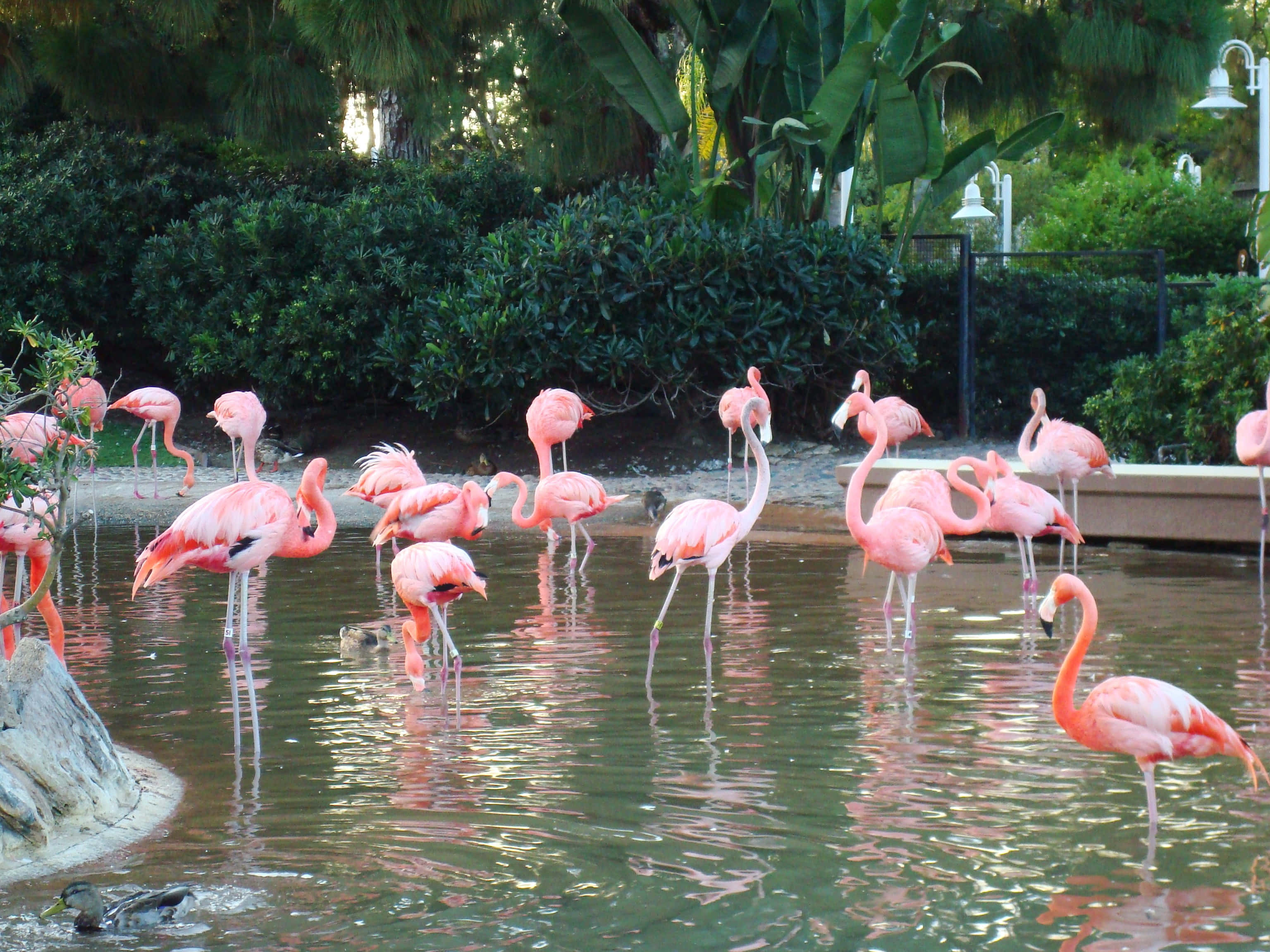 Pink Flamingos 桌布 壁紙 — 一群粉紅火烈鳥在淺水中涉水，周圍環繞著茂密的綠色樹葉和棕櫚樹。