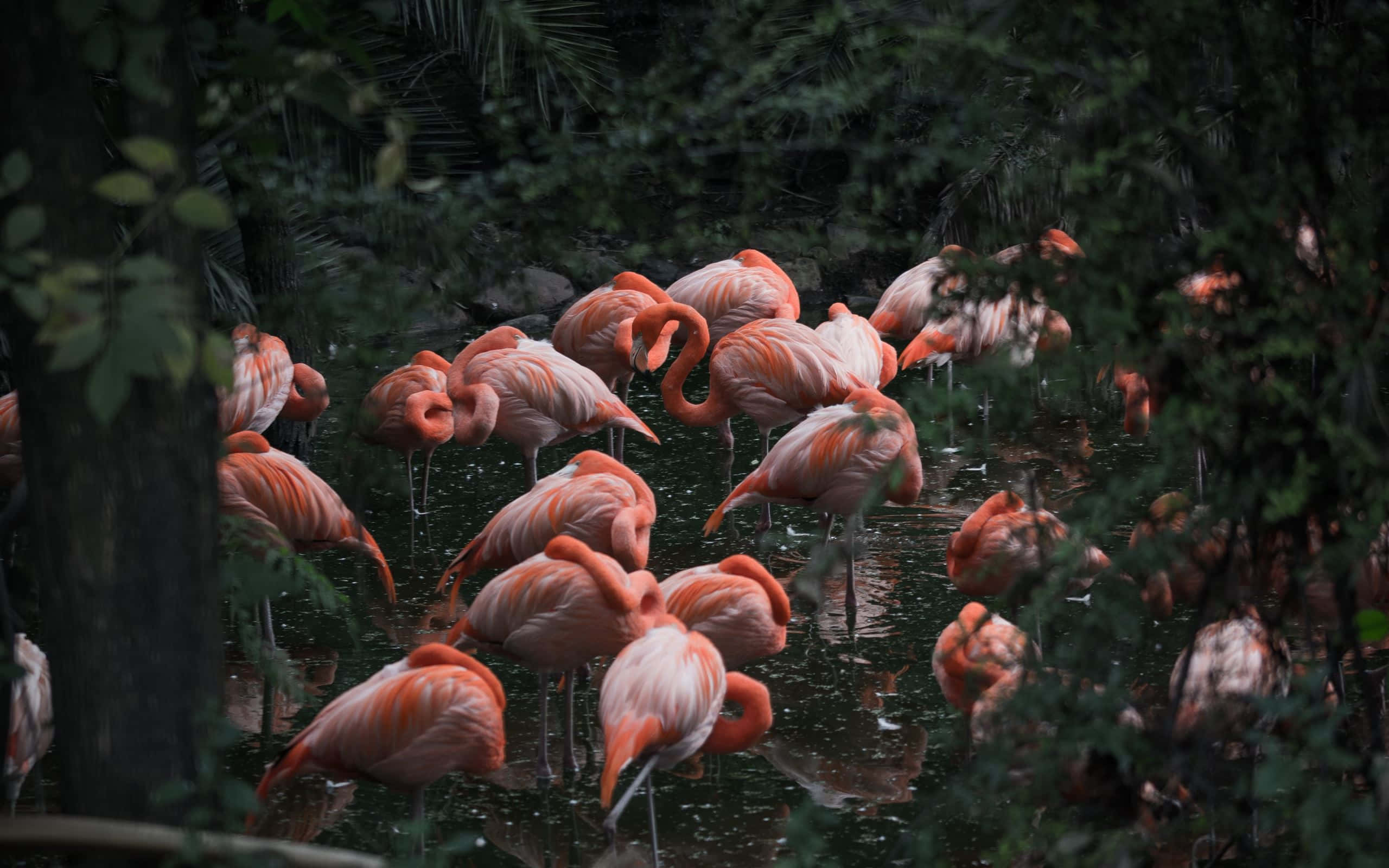 Pink Flamingos 桌布 壁紙 — 一群粉紅色的火鶴優雅地站在被茂密綠葉環繞的淺水中。