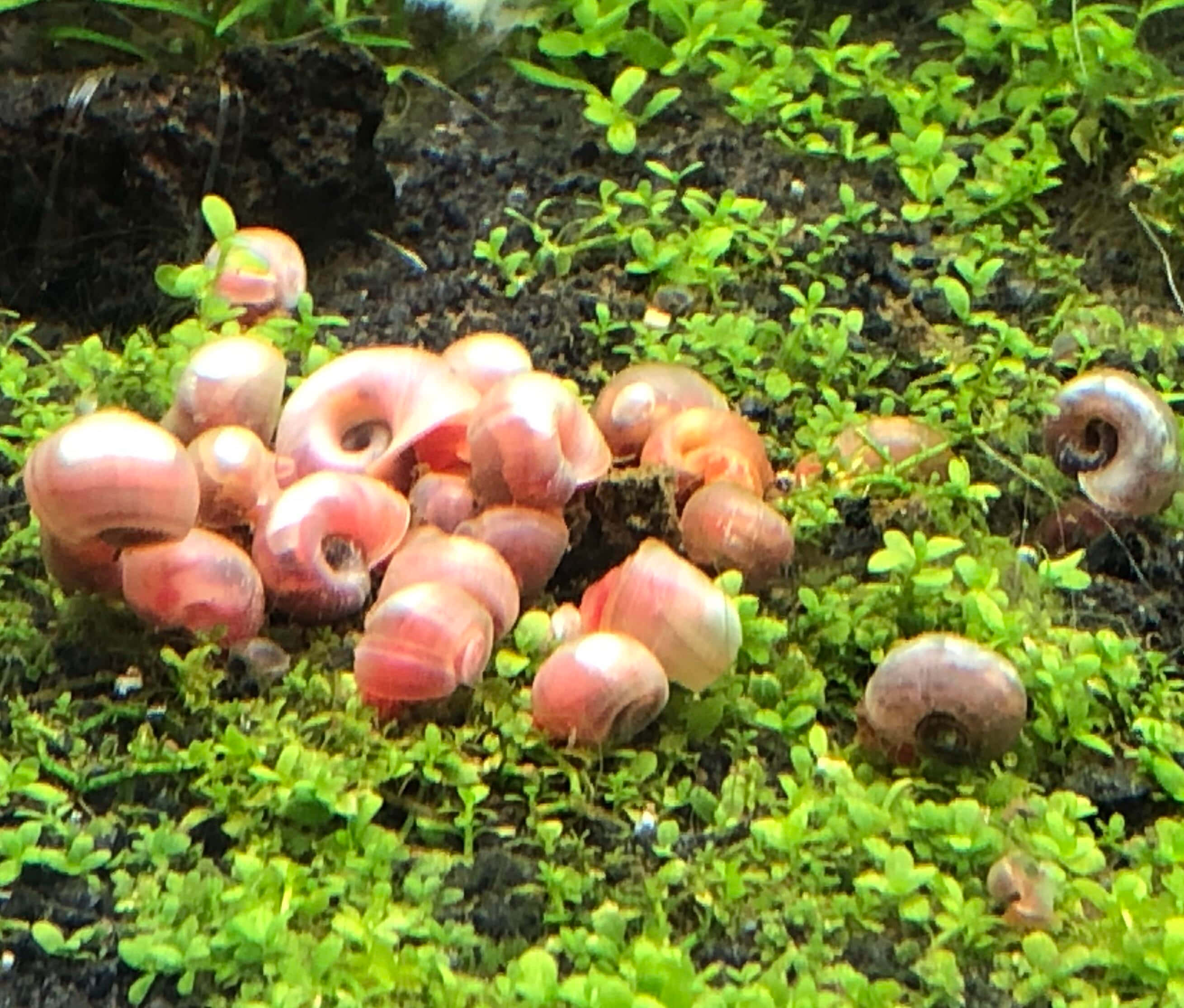 Pink Snail 桌布 壁紙 — 一群粉紅色蝸牛棲息在深色基質上充滿活力的綠色苔蘚中。