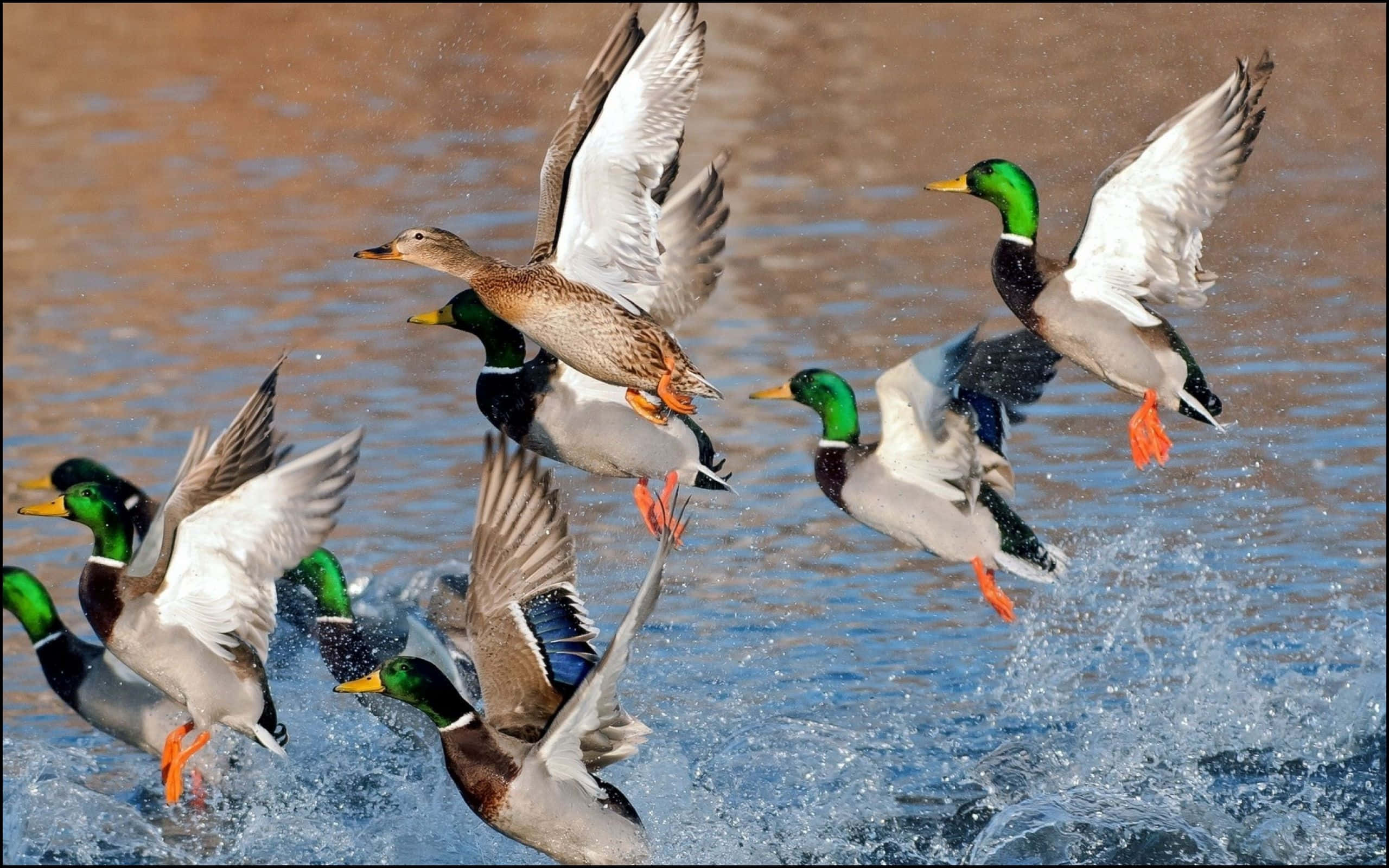 Duck Hunting Desktop 桌布 壁紙 — 一群綠頭鴨從陽光照耀的水面動態起飛，濺起水花並產生動態模糊。