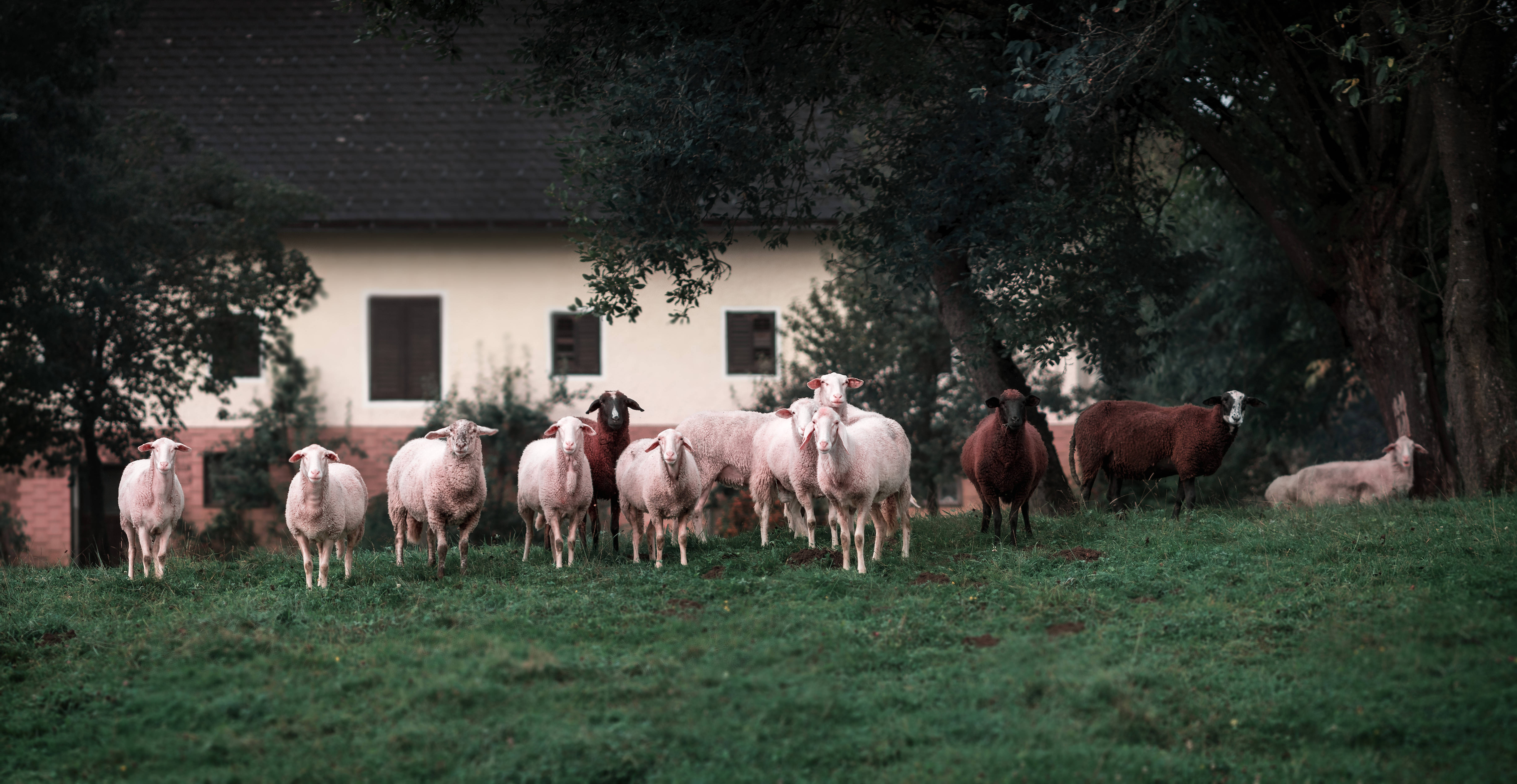 Sheep 桌布 壁紙 — 一群羊在一個草坡上吃草，附近有一間鄉村風格的房子，樹木在柔和的傍晚光線中投下陰影。