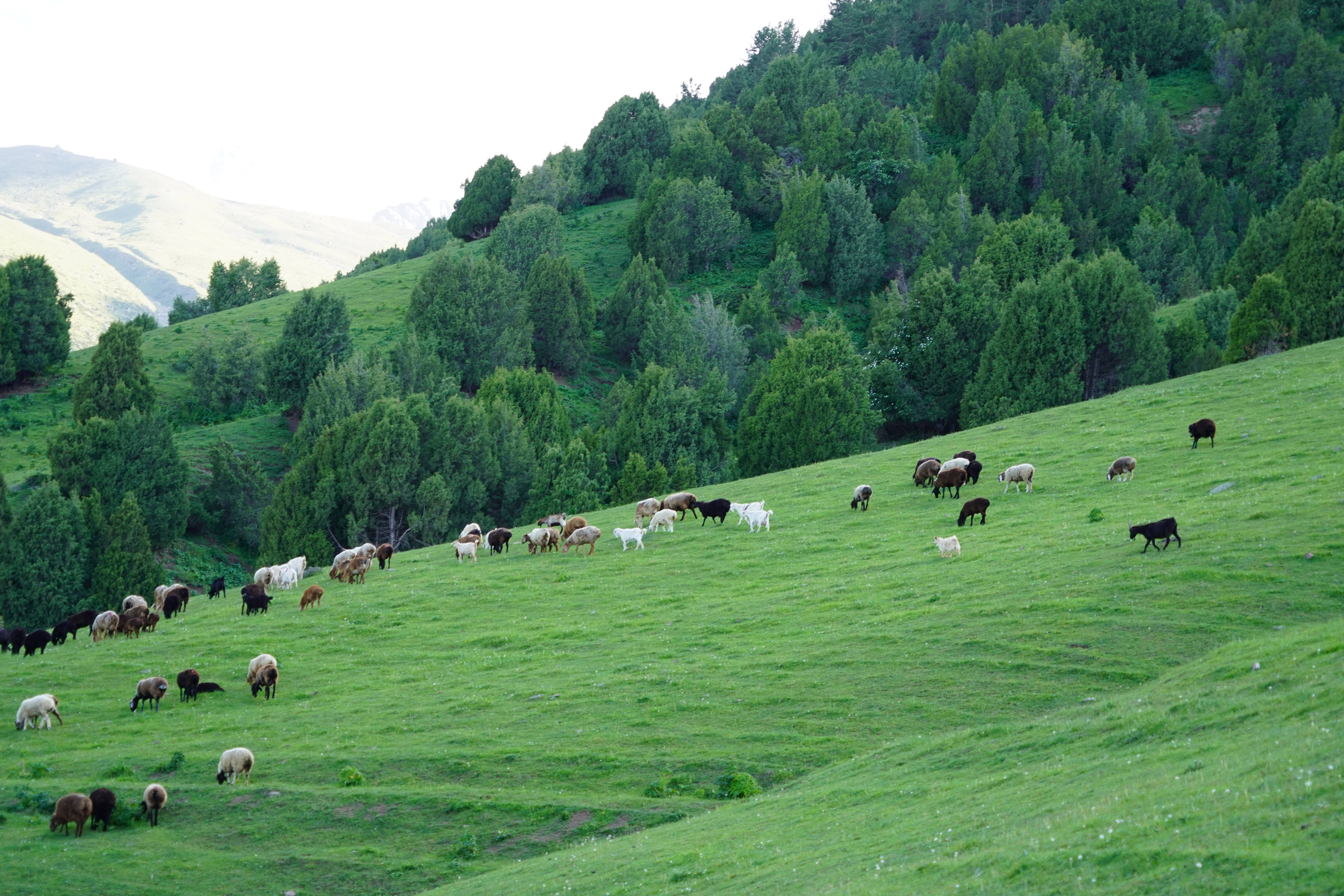 Kyrgyzstan 桌布 壁紙 — 一群羊在柔和天空下，於點綴著茂密常綠樹木的翠綠山坡上平靜地吃草。