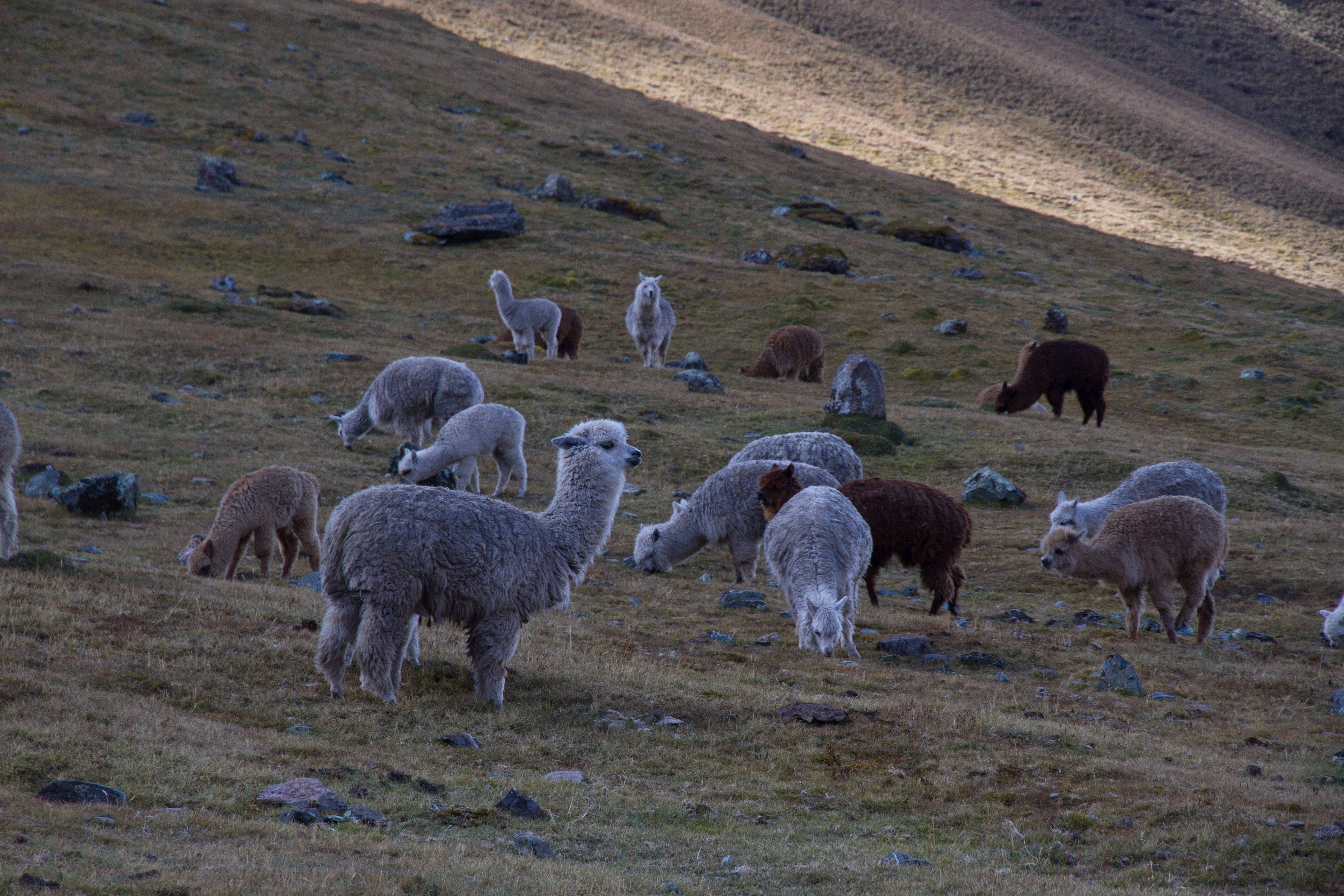 Alpaca 桌布 壁紙 — 一群羊駝在陽光明媚、點綴著岩石和稀疏植被的草地上平靜地吃草。