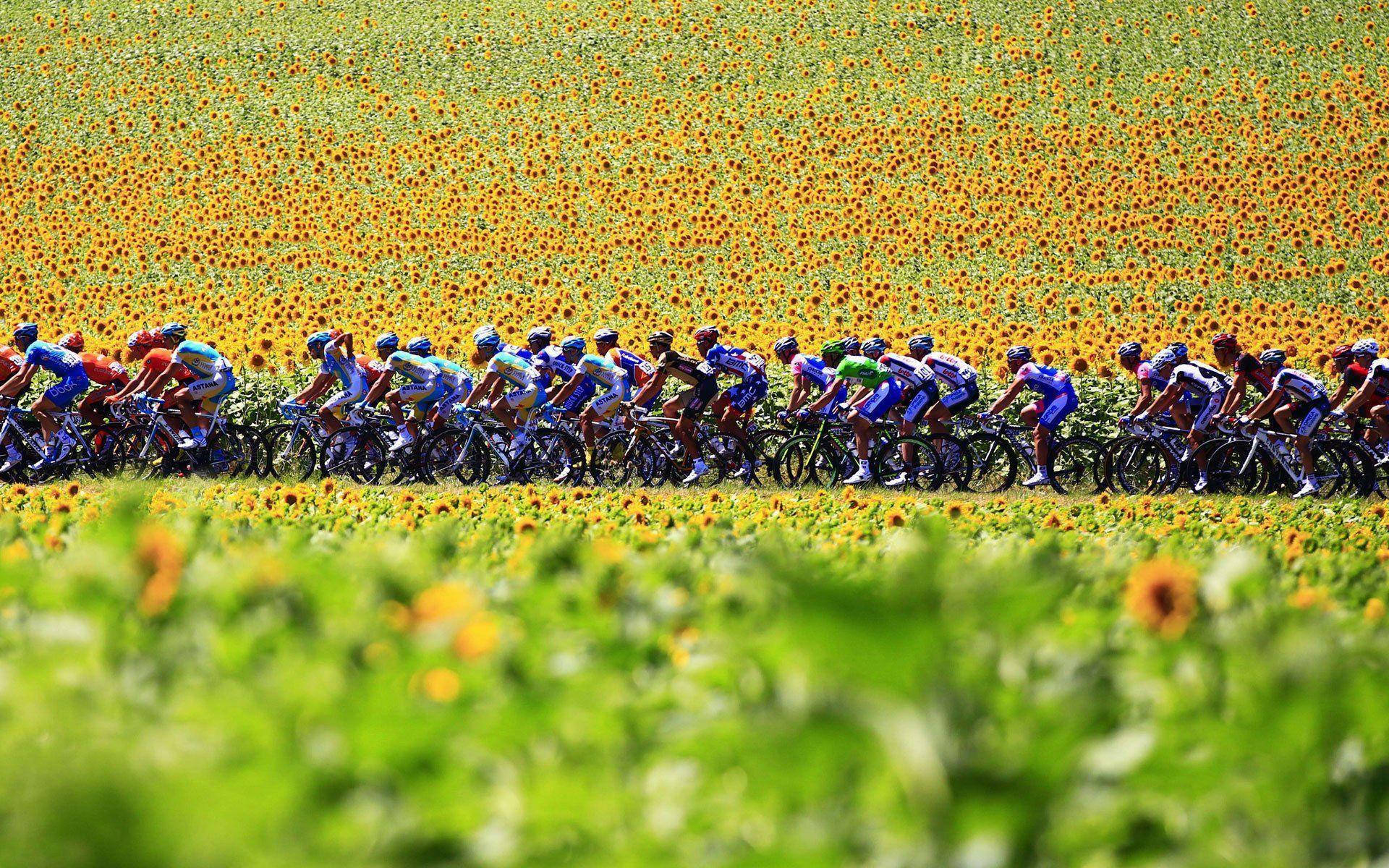Tour 桌布 壁紙 — 一群自行車手在明亮的日光下，穿過充滿活力的向日葵田競賽。