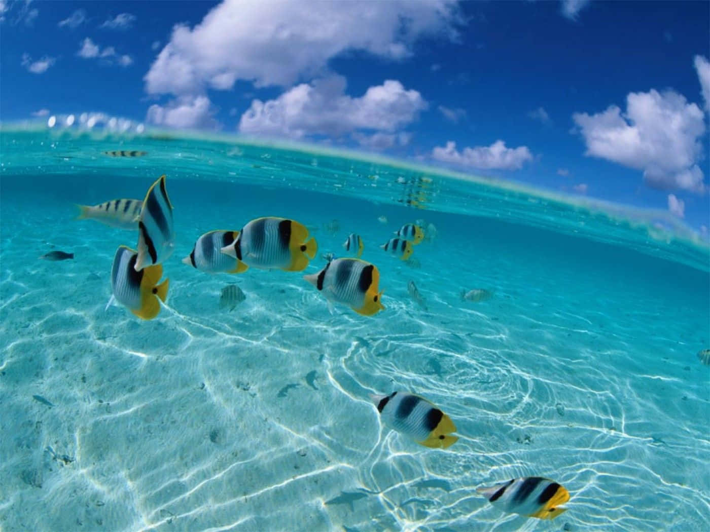 魚 桌布 壁紙 — 一群色彩繽紛的蝴蝶魚在清澈碧綠的海水中優雅地游動，上方是晴朗的藍天和蓬鬆的白雲。