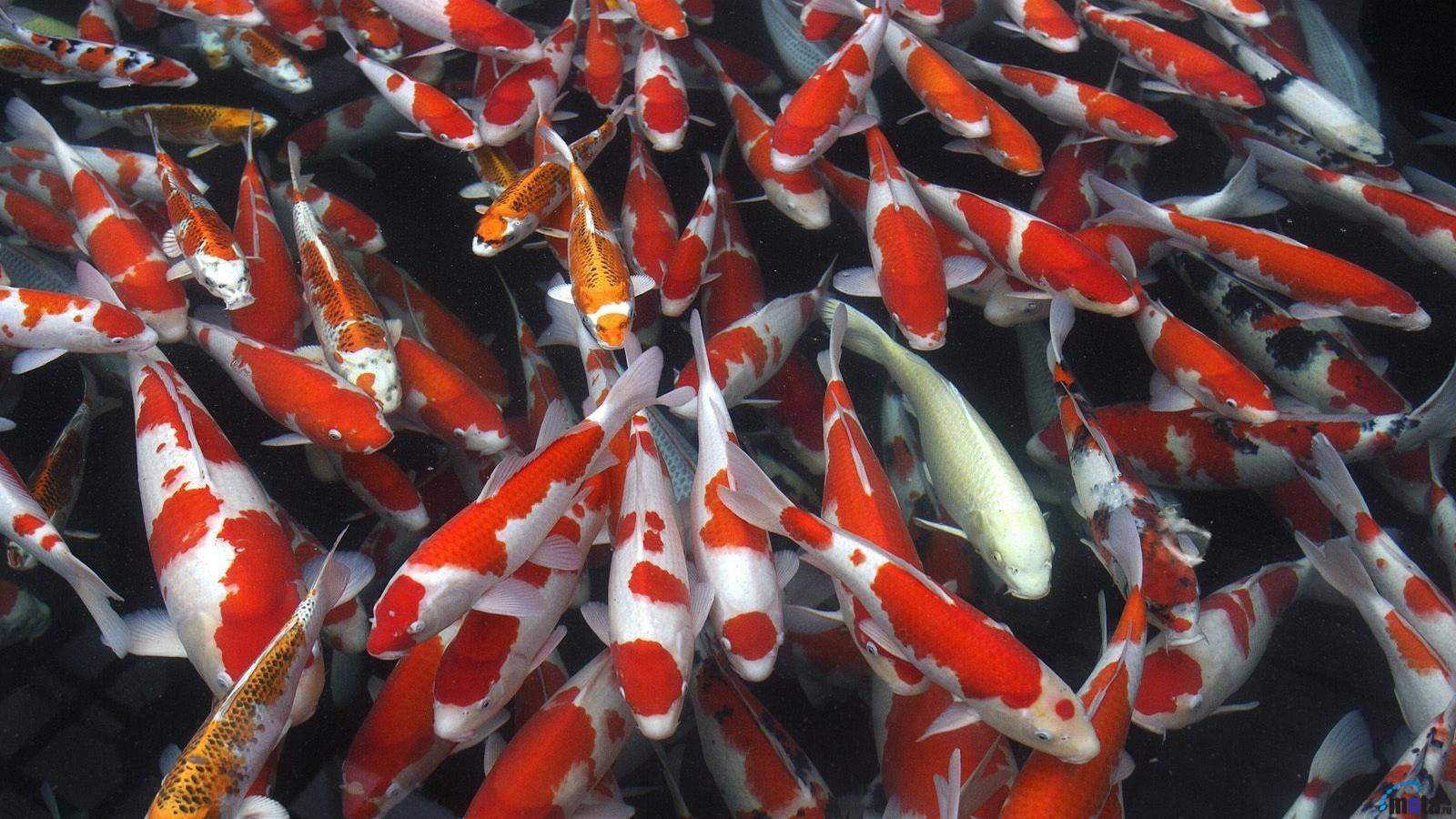 Koi Fish 桌布 壁紙 — 一群色彩繽紛的錦鯉在黑暗的水中優雅地游動，展現出鮮豔的橙色、白色和黑色圖案。