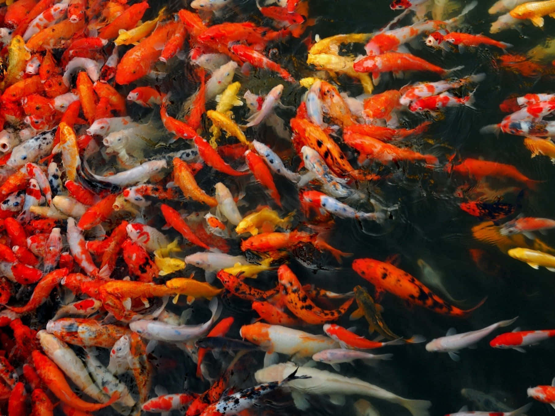 Pond 桌布 壁紙 — 一群色彩繽紛的錦鯉在黑暗的水中游動，形成由橙色、白色和黑色圖案組成的充滿活力的水下馬賽克。