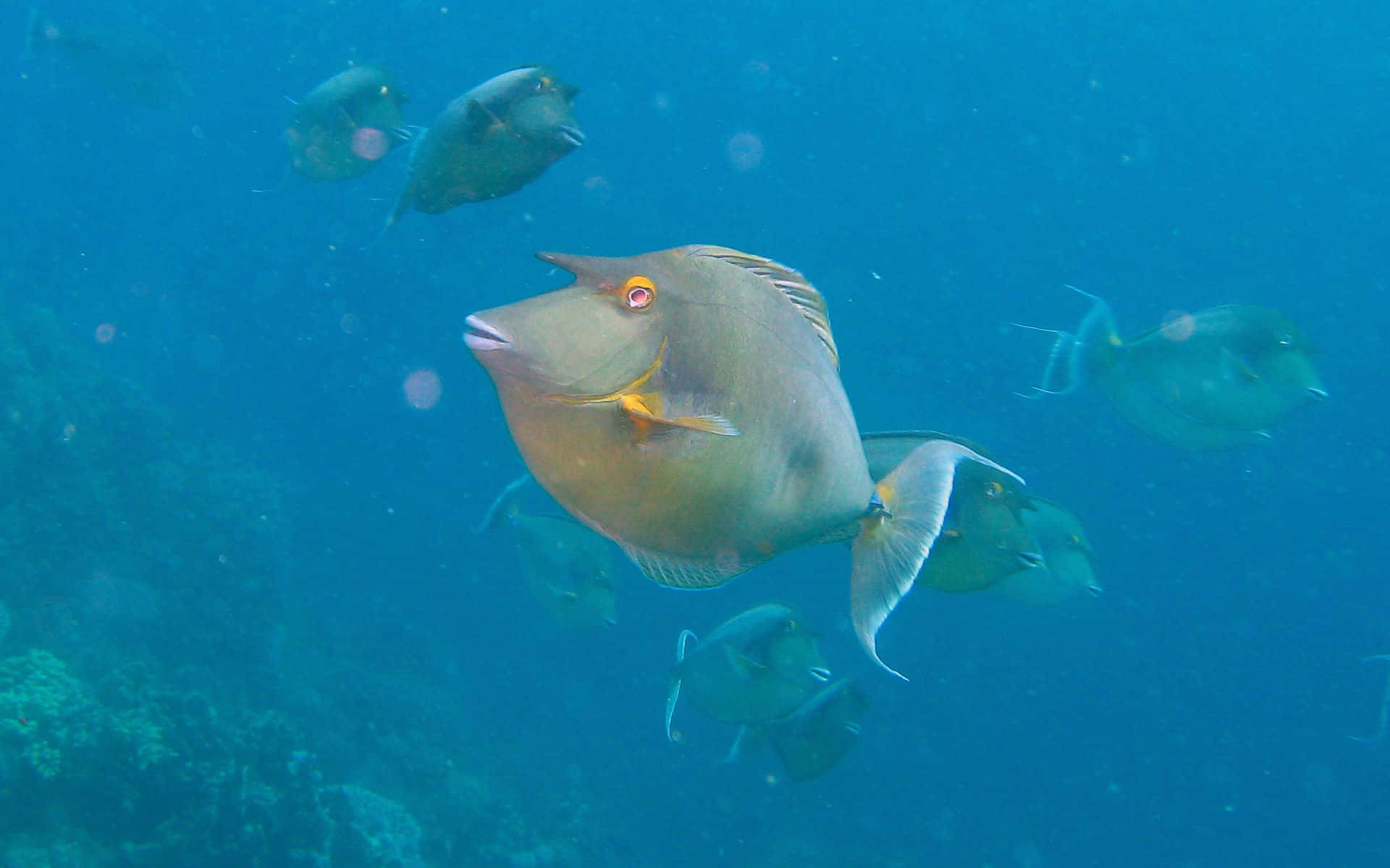 3d Fish 桌布 壁紙 — 一群色彩鮮豔的刺尾魚在珊瑚礁附近的清澈藍色熱帶水域中滑行。