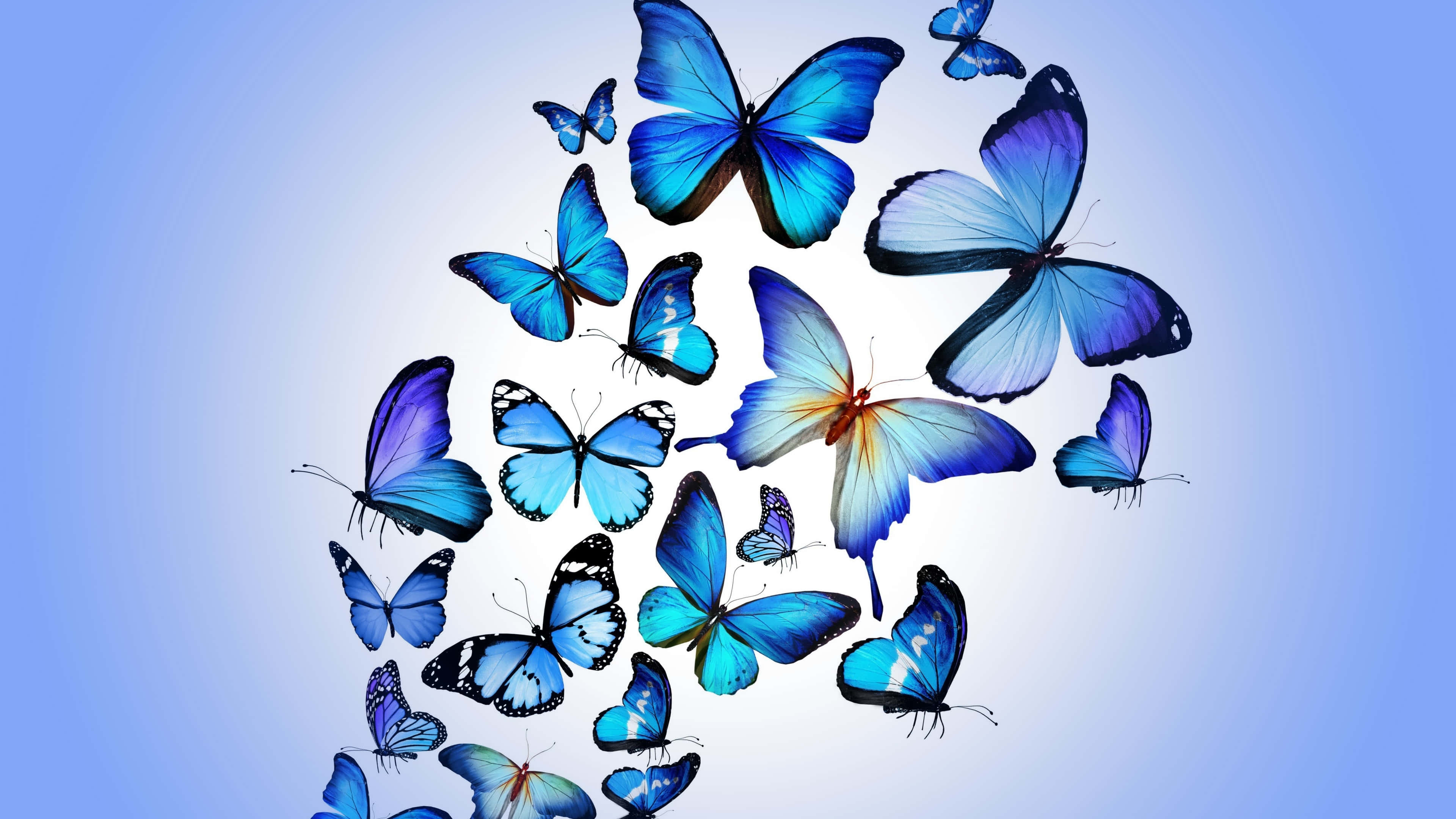 Butterfly Art 桌布 壁紙 — 一群色彩鮮豔的藍色蝴蝶，帶有虹彩翅膀，在柔和漸變的天空背景下翩翩起舞。