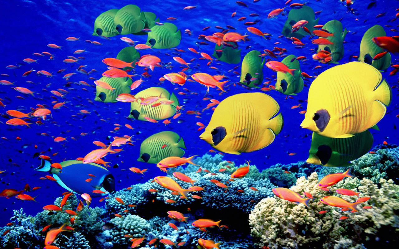 Aquatic 桌布 壁紙 — 一群色彩鮮豔的黃色和綠色蝴蝶魚在深藍色海水中的珊瑚礁之間游動。
