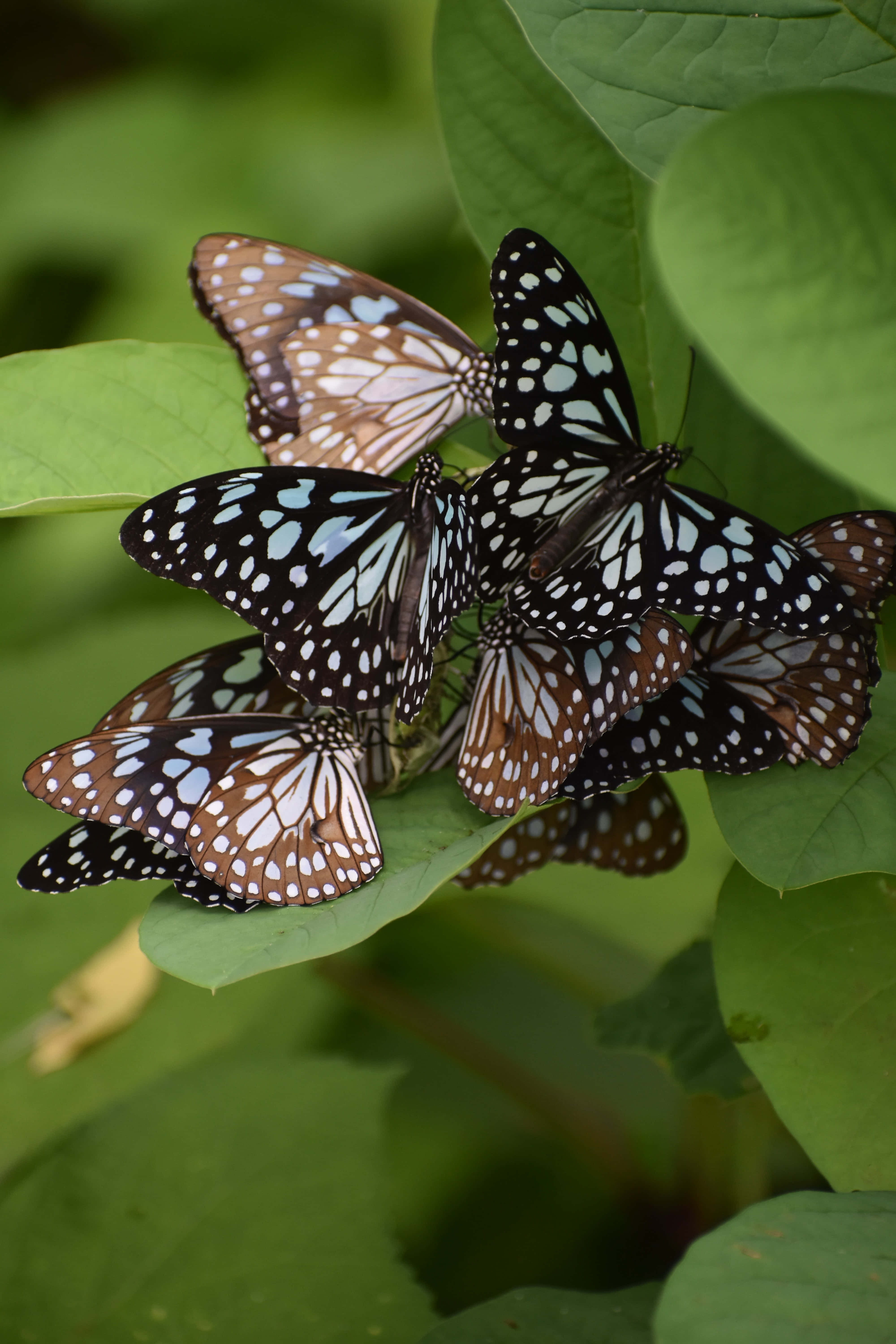 Butterflies 桌布 壁紙 — 一群藍黑斑點的蝴蝶密集地棲息在鮮綠色的葉子上，沐浴在柔和自然光中。