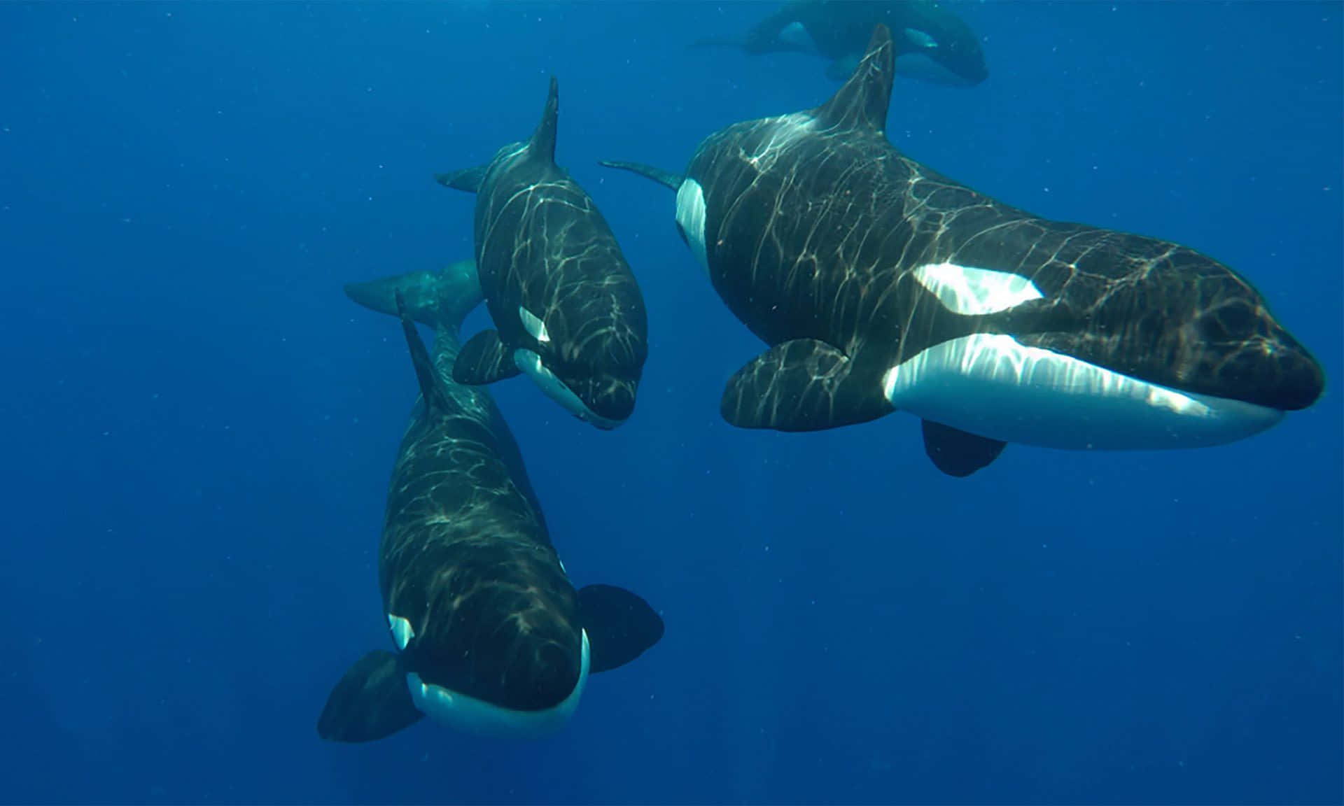 Sperm Whale 桌布 壁紙 — 一群虎鯨在清澈的藍色海水中優雅地游動，陽光穿透水面。