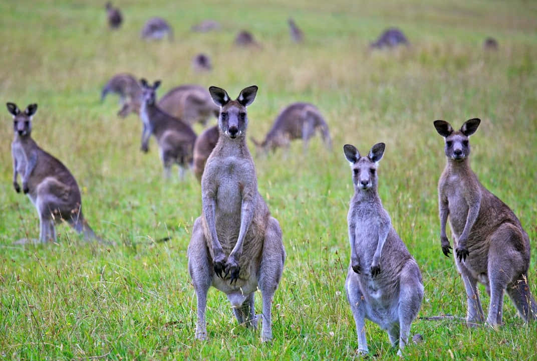 Kangaroo 桌布 壁紙 — 一群袋鼠在陽光照耀的草地上警覺地站立，其他袋鼠在背景中吃草。