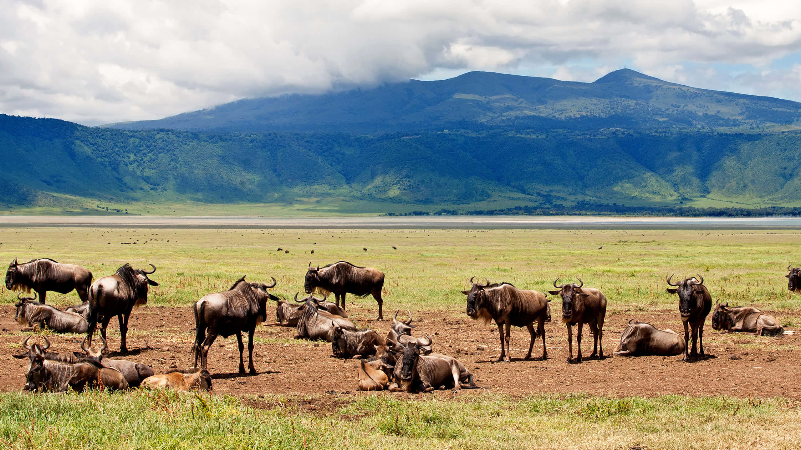 Tanzania 桌布 壁紙 — 一群角馬在廣闊的稀樹草原上休息和吃草，天空多雲，遠處有綠色的山脈。