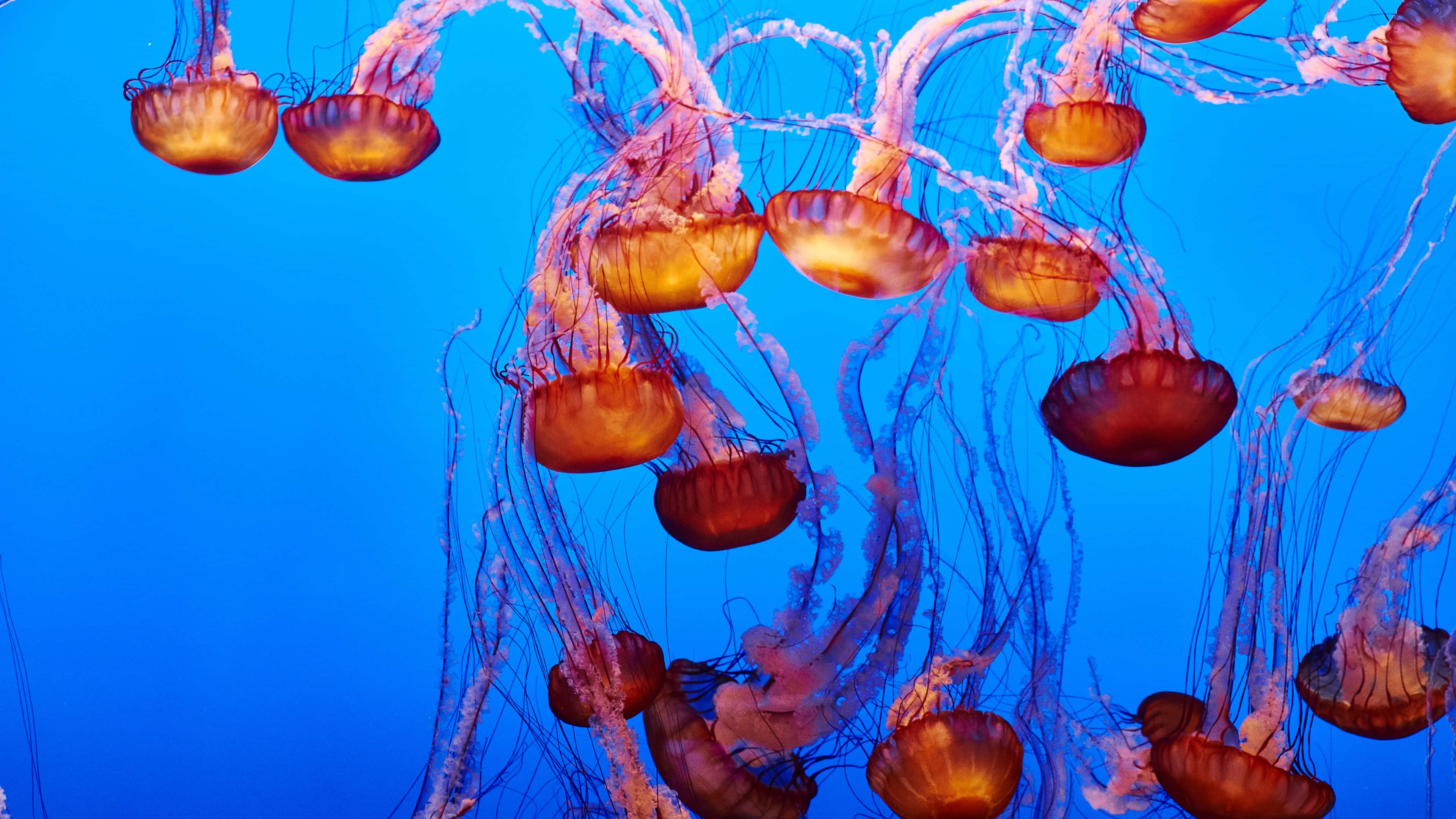4K Jellyfish 桌布 壁紙 — 一群迷人的橙色水母，拖著長長的觸手，在深藍色的海水中優雅地漂流。