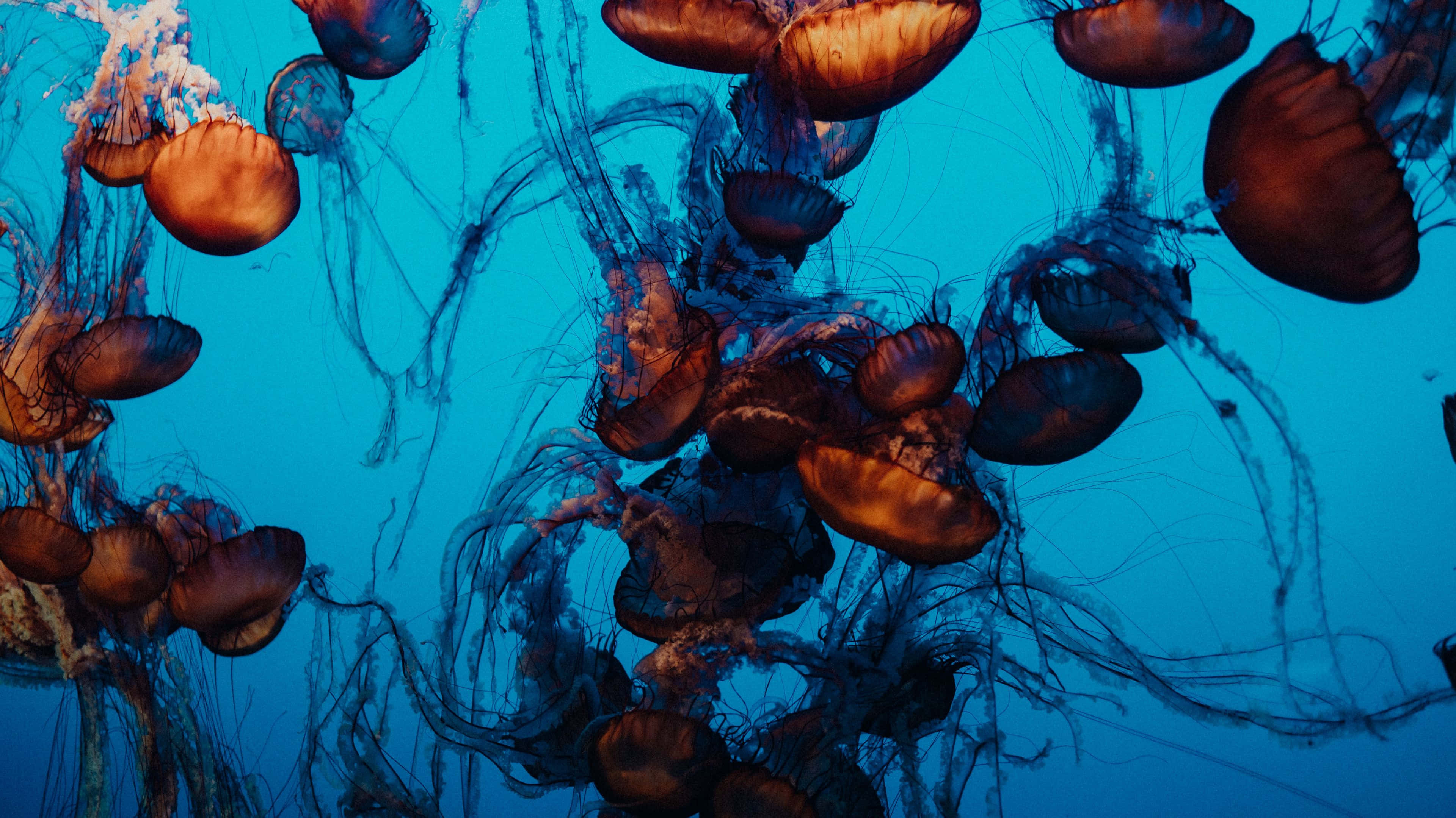 4K Jellyfish 桌布 壁紙 — 一群迷人的橙色水母在深藍色海水中優雅地漂流，拖曳著觸手。