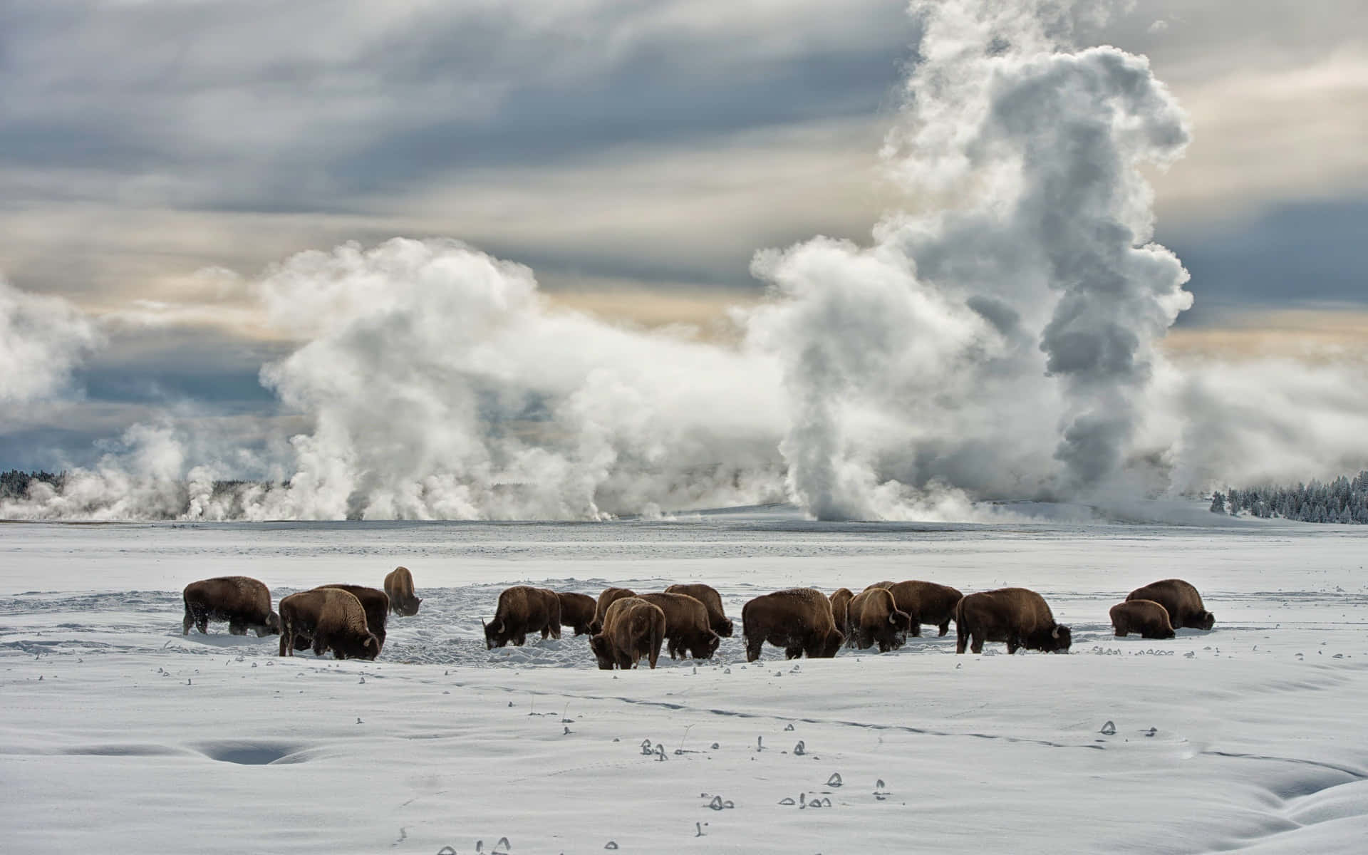 Yellowstone 桌布 壁紙 — 一群野牛在雪地上吃草，背景中巨大的蒸汽從地熱通風口升起。