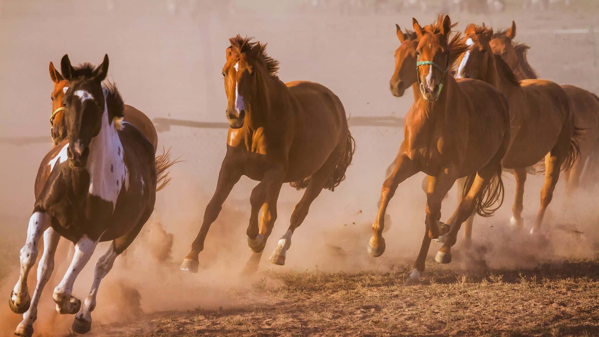 7 Horses 桌布 壁紙 — 一群野馬全速奔馳過塵土飛揚的平原，揚起金棕色的塵雲。