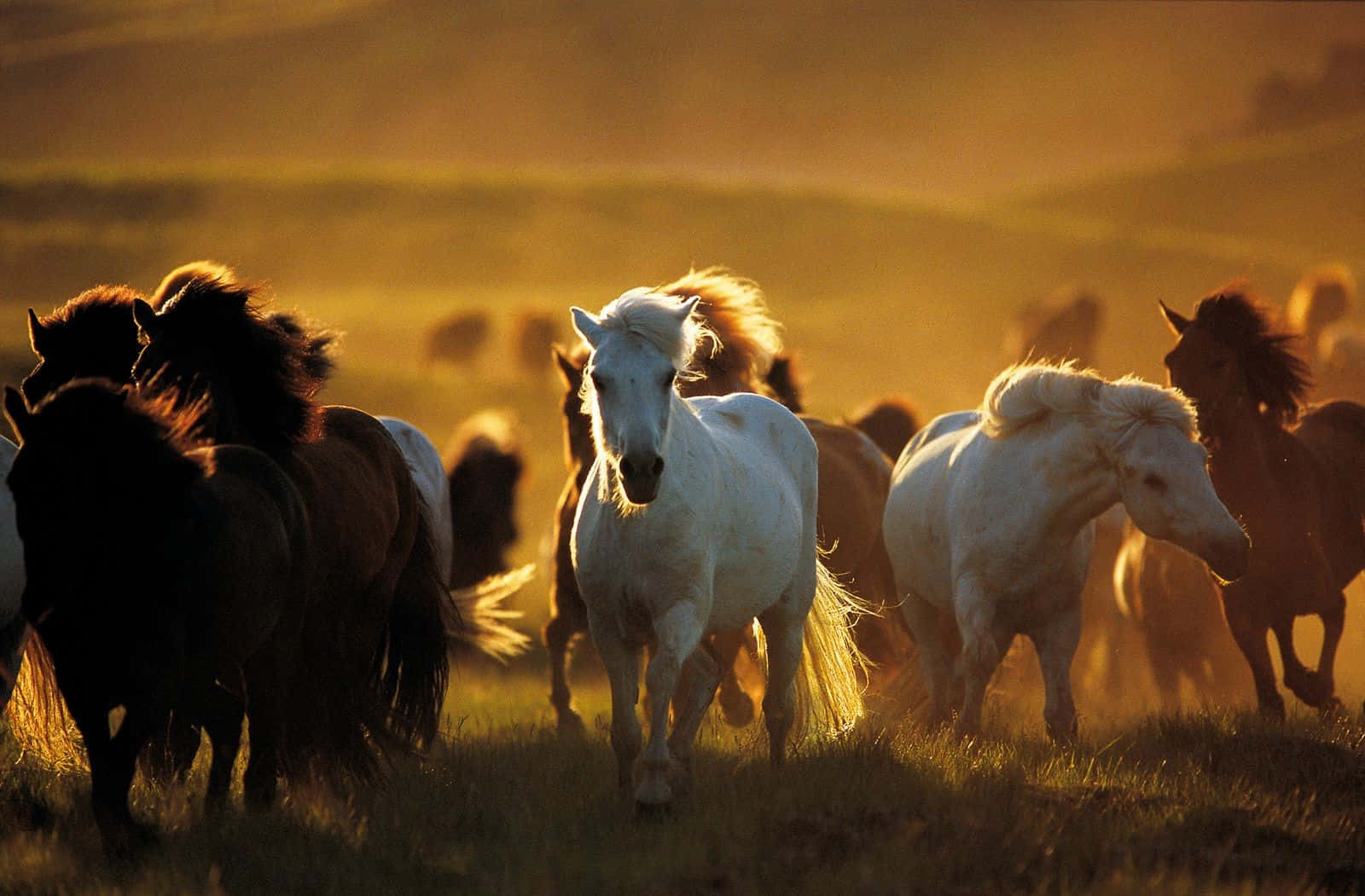 Mustang Horse 桌布 壁紙 — 一群野馬在日落時分奔馳過金色的草原，塵土在牠們的蹄邊旋轉。