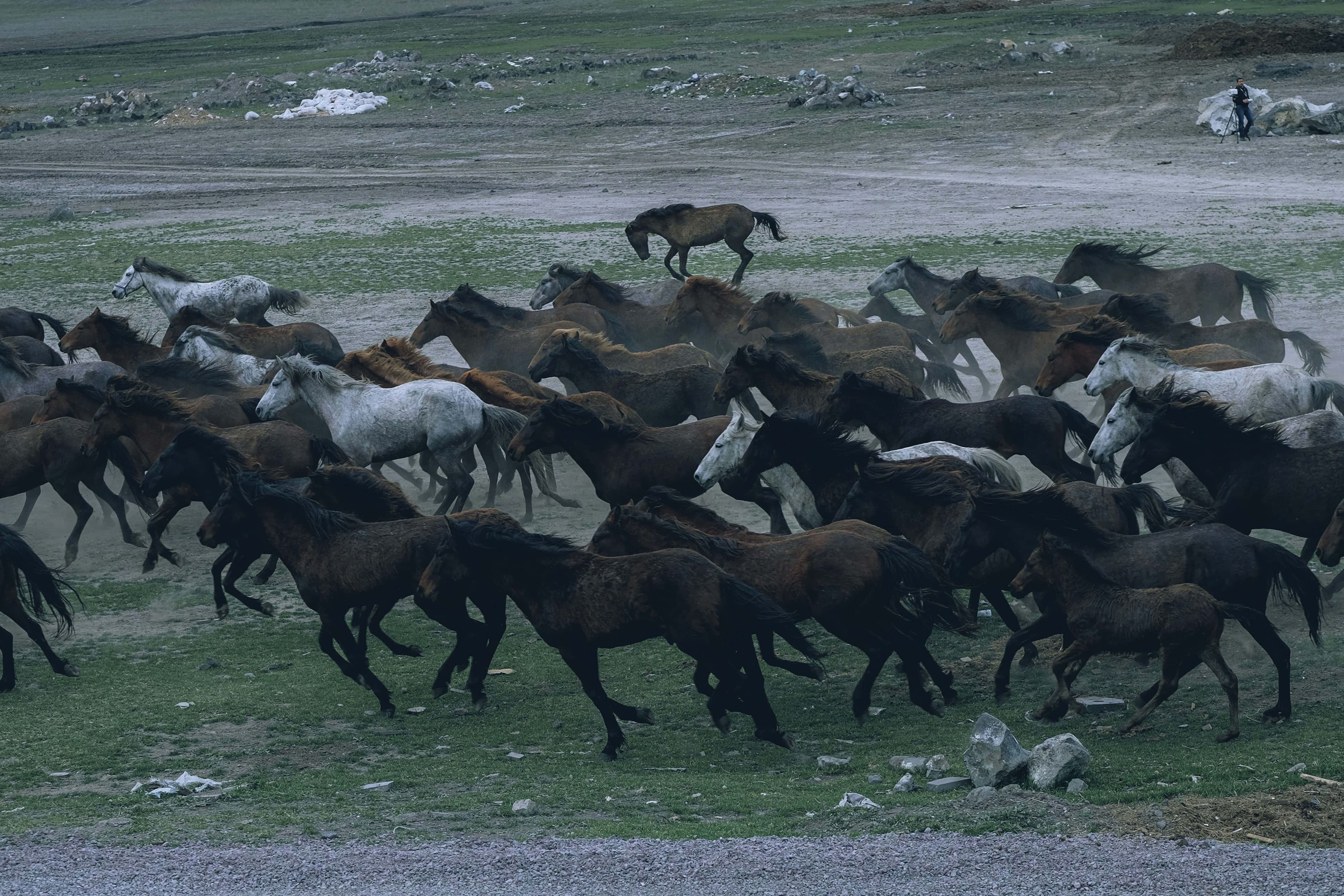 Beautiful Horses 桌布 壁紙 — 一群野馬在陰天的天空下，在塵土飛揚的草原上奔騰，揚起灰塵。
