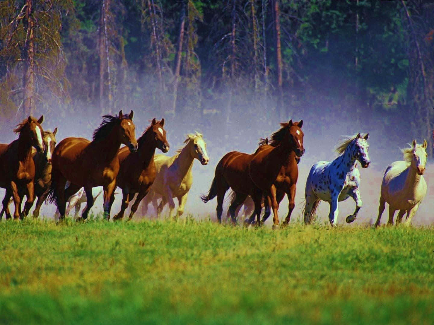 Mustang Horse 桌布 壁紙 — 一群野馬在陽光照耀的草地上奔馳，揚起塵土，背景是森林。