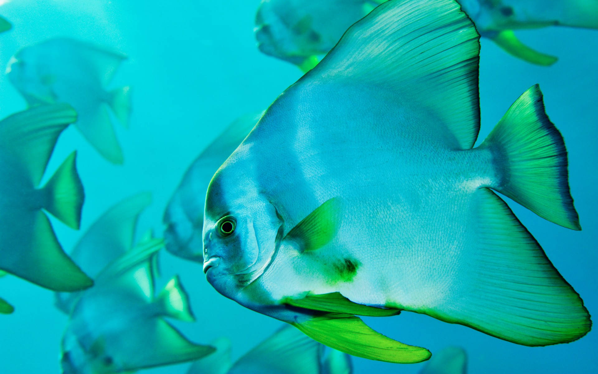 酷魚 桌布 壁紙 — 一群銀色七彩神仙魚帶有鮮綠色魚鰭，在清澈的藍綠色海水中優雅地游動。