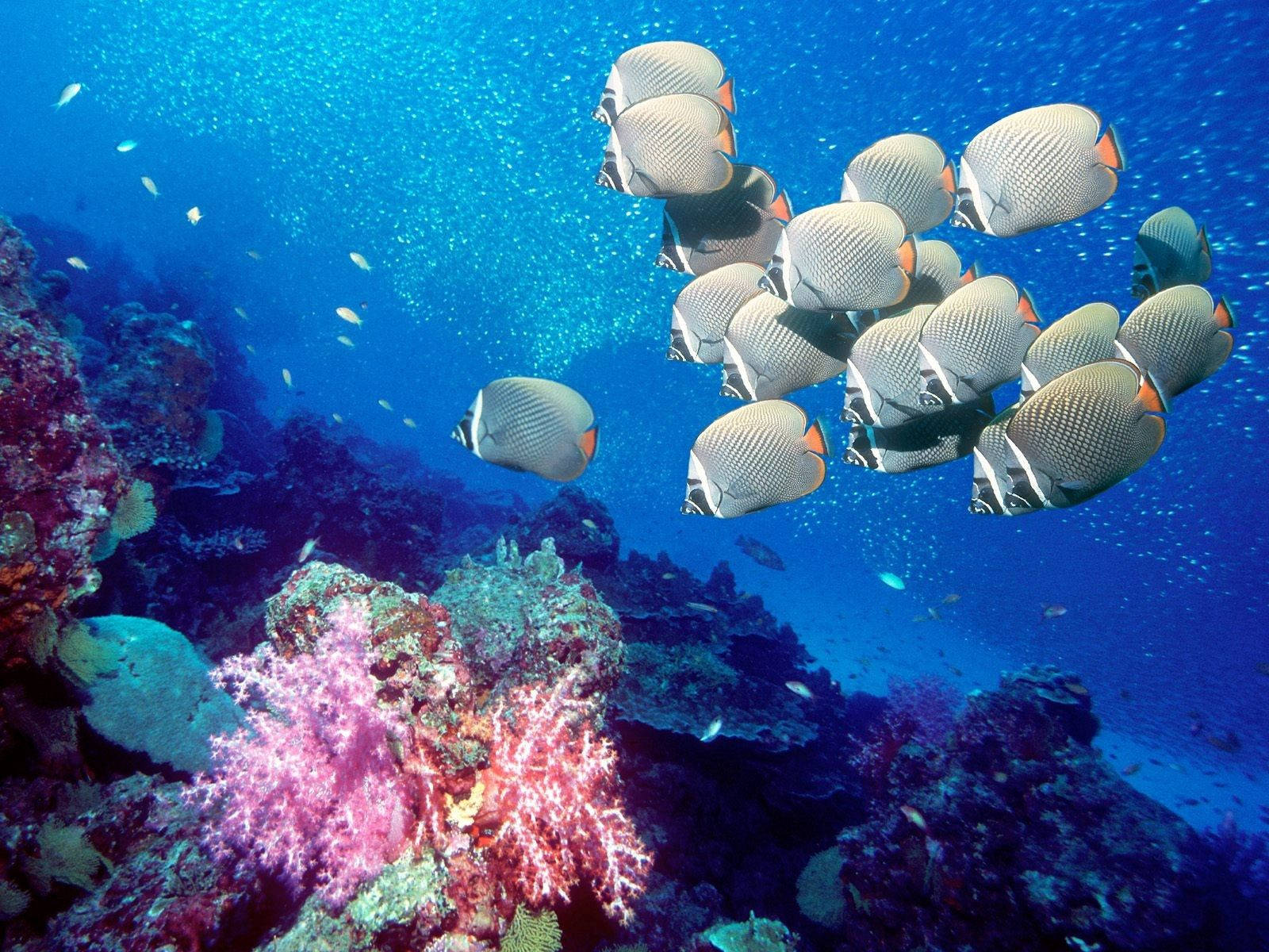 水下動畫 桌布 壁紙 — 一群銀色和橙色的蝴蝶魚在清澈的藍色海水下，優雅地游過一個散發著粉紅色和紫色光芒的 vibrant 珊瑚礁。
