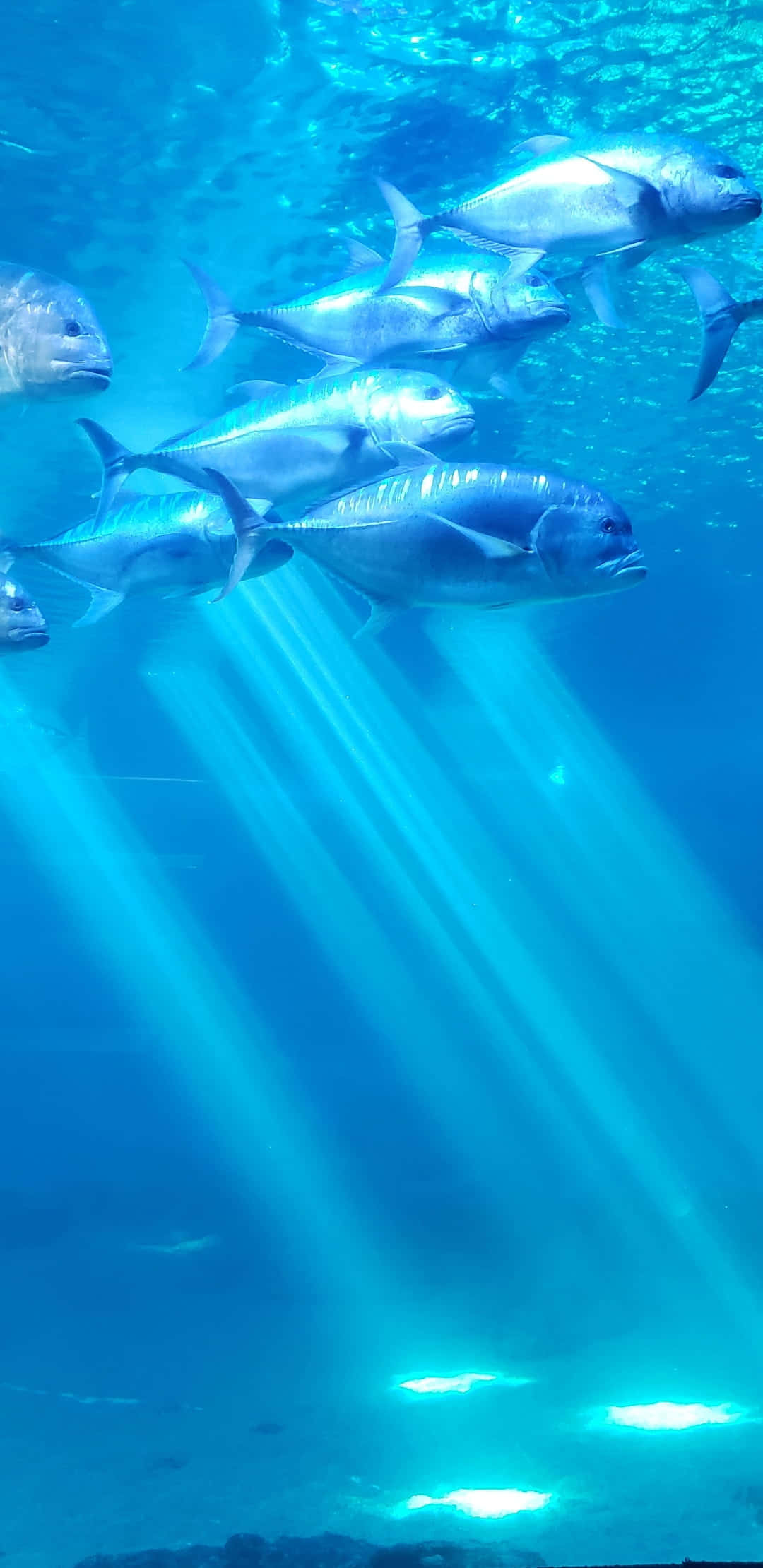 Aquatic 桌布 壁紙 — 一群銀色魚兒優雅地游過清澈的藍色海水，陽光從上方照射下來。