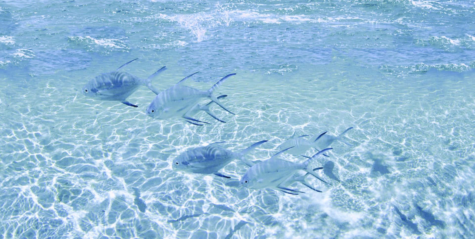 海洋藍 桌布 壁紙 — 一群銀色魚兒優雅地游過清澈透明的碧綠海水，陽光照射的漣漪在沙底上舞動。