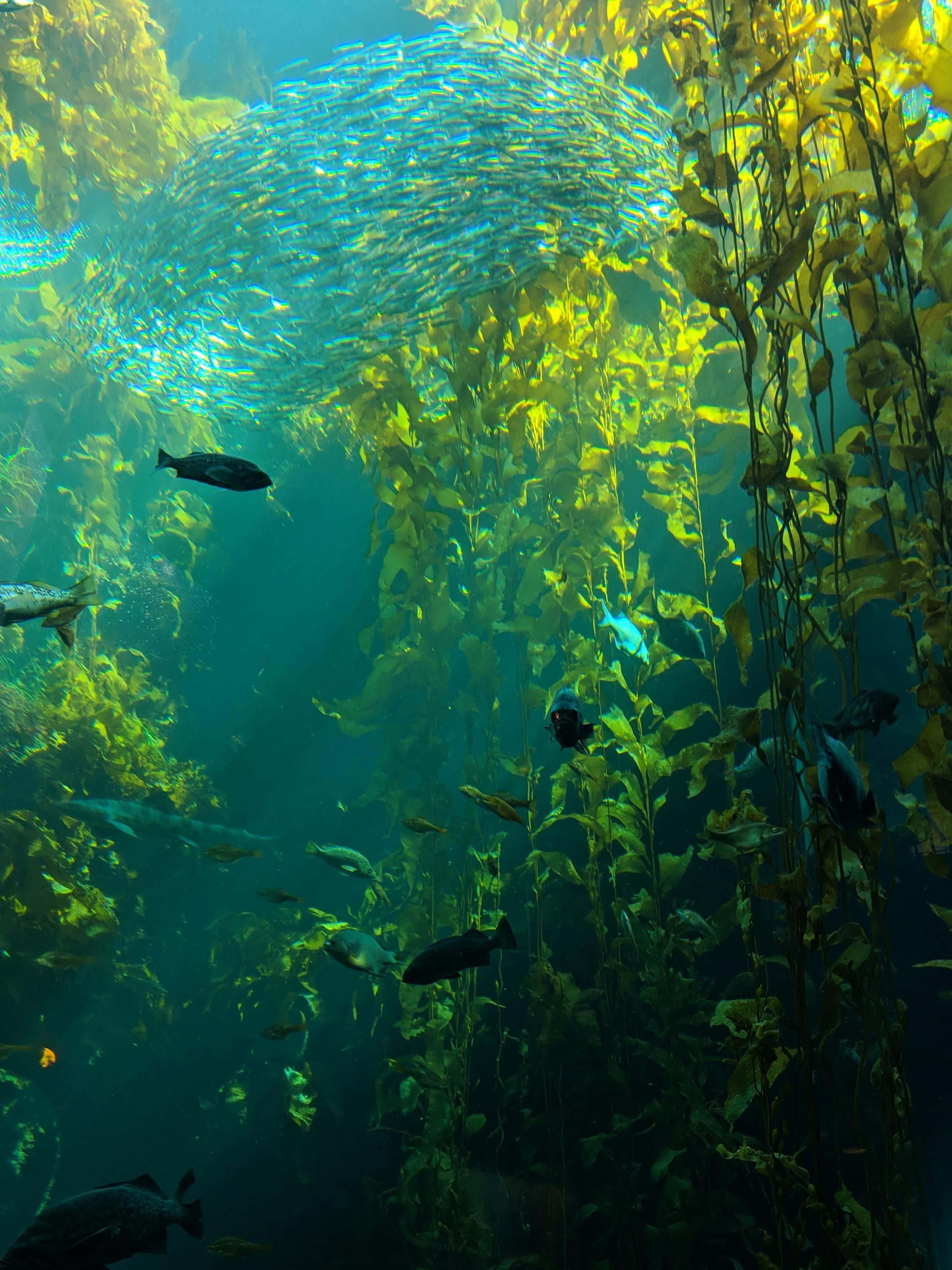 Sea Weed 桌布 壁紙 — 一群銀色魚兒盤旋穿梭於高聳的黃色海藻林中，沐浴在陽光下的碧綠海水之中。