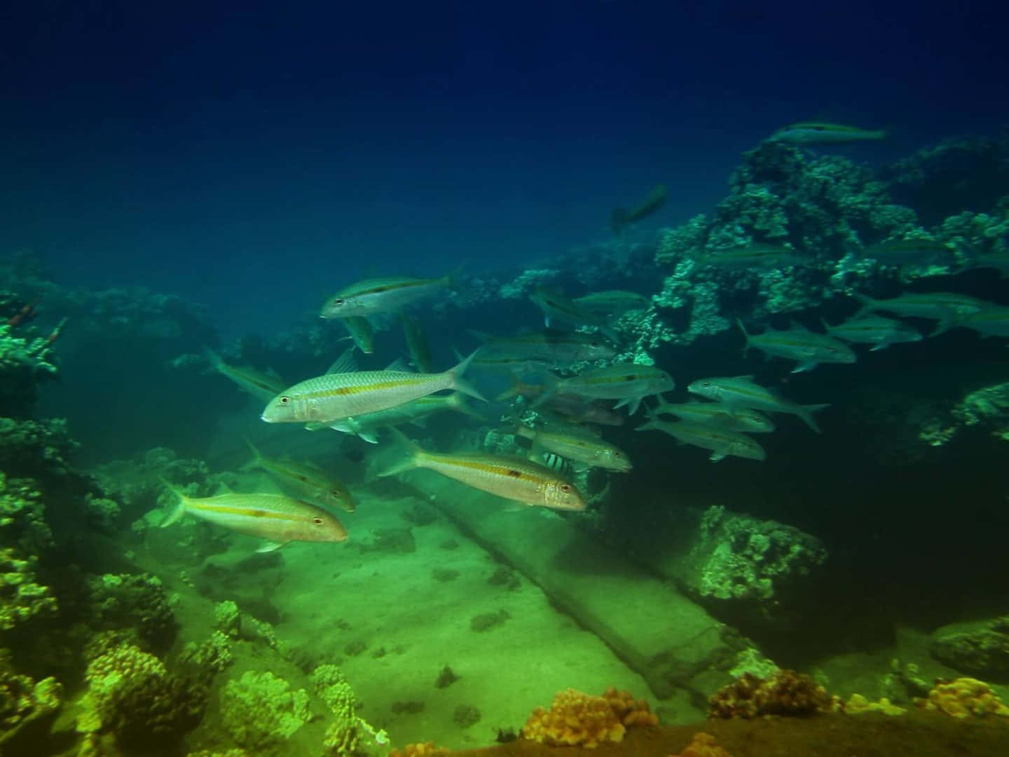 水下動畫 桌布 壁紙 — 一群銀色魚群在深藍色海洋中優雅地游過色彩繽紛的珊瑚礁。