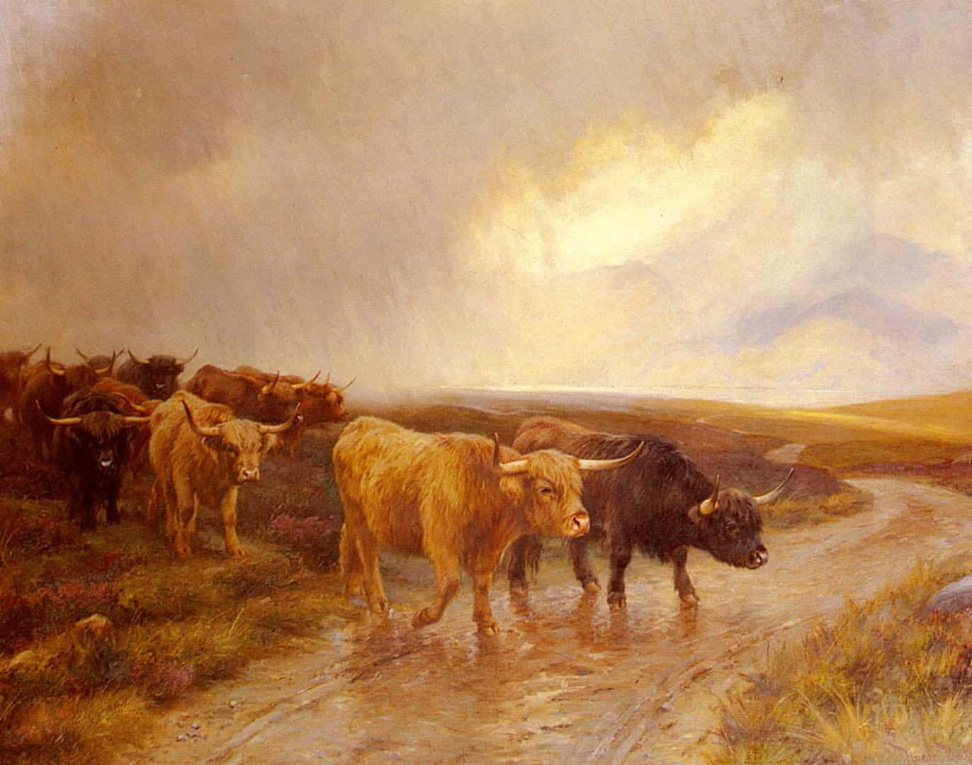 Highland Cow 桌布 壁紙 — 一群長有長毛蓬鬆毛皮和彎曲角的蘇格蘭高地牛，在陰天之下，沿著泥濘的小路穿過霧氣瀰漫的蘇格蘭高地景觀。