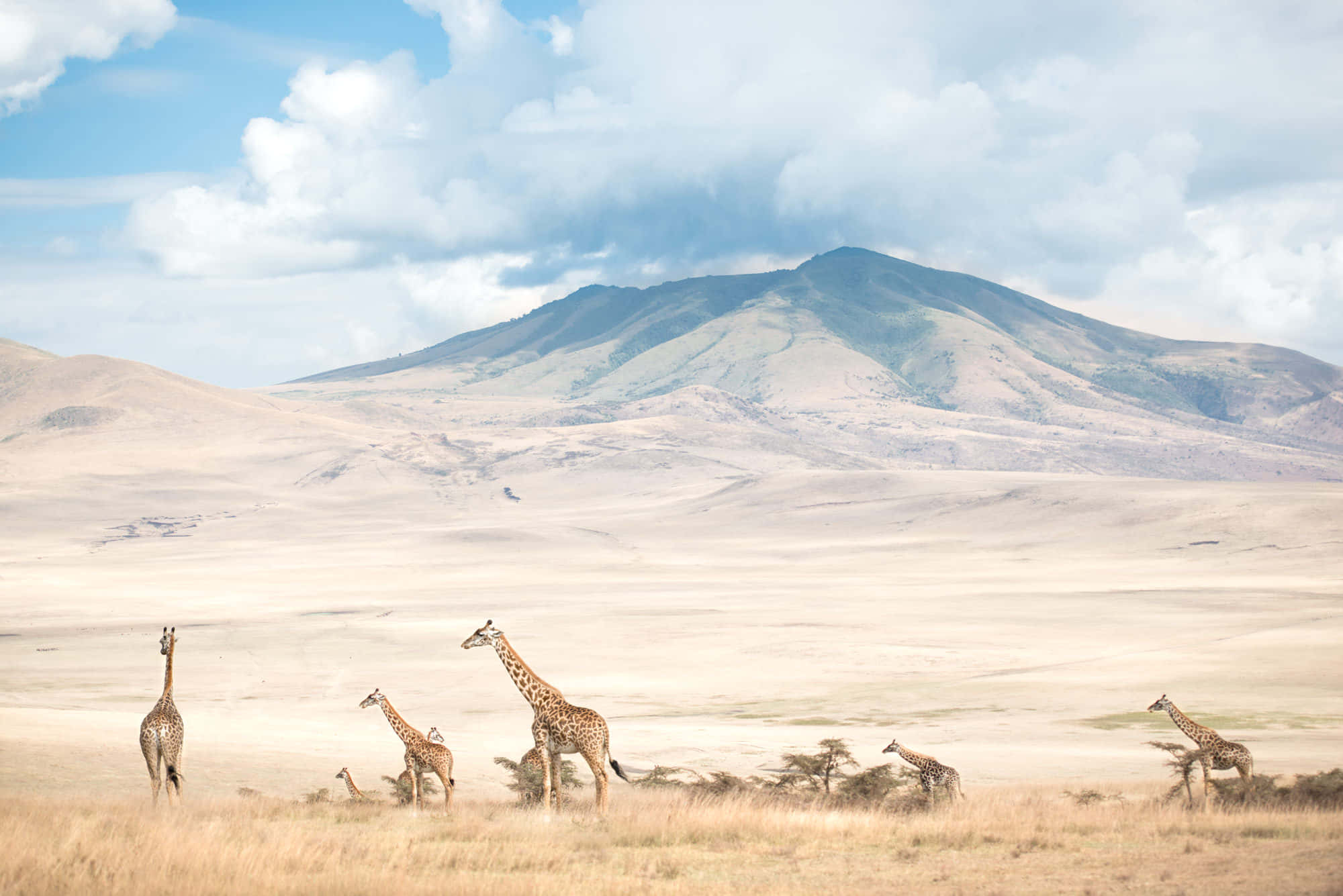 Tanzania 桌布 壁紙 — 一群長頸鹿在廣闊的金色稀樹草原上吃草，天空湛藍，白雲朵朵，遠處有山脈。