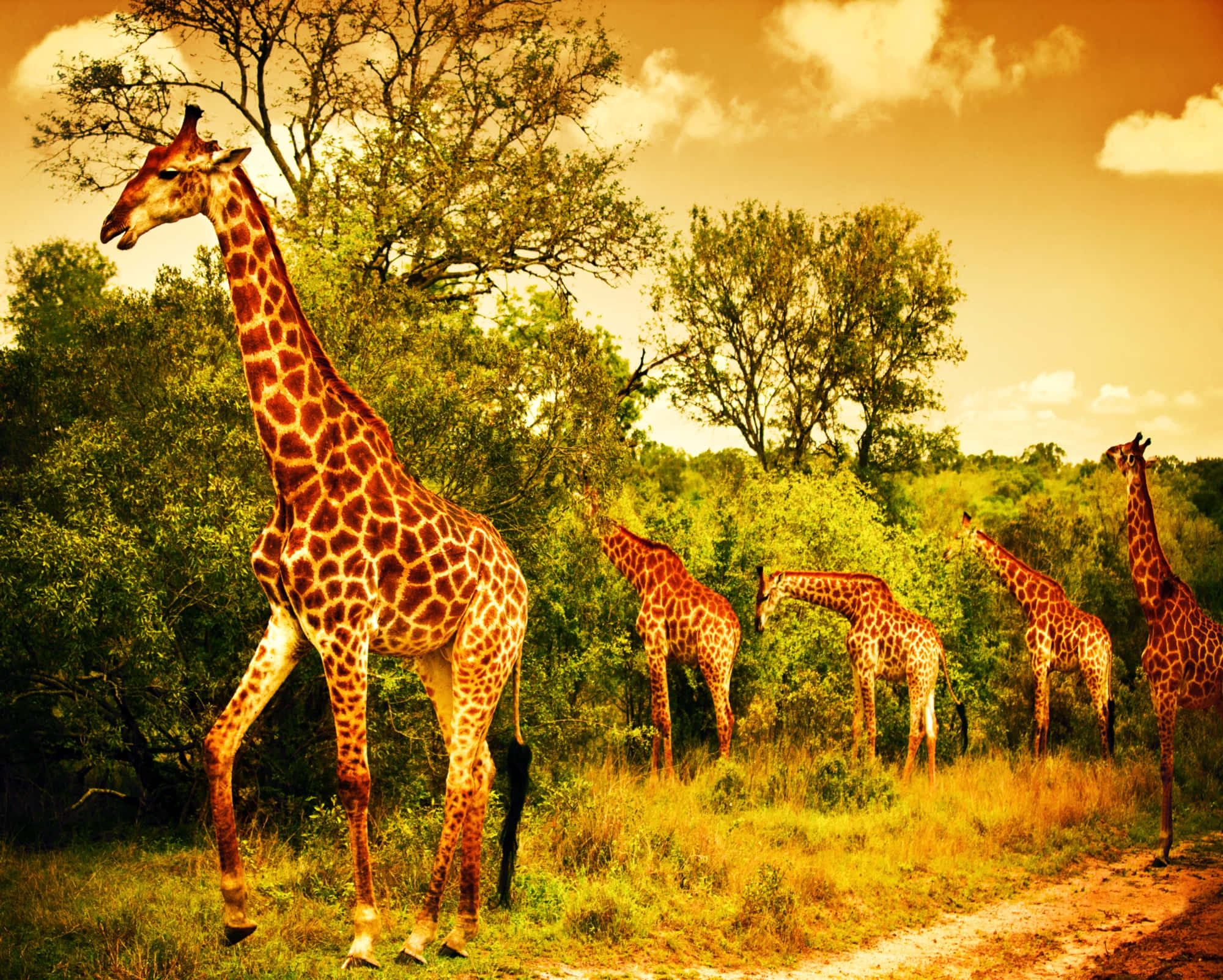 African Wildlife 桌布 壁紙 — 一群長頸鹿在陽光明媚的熱帶草原上吃草，草原上有高大的樹木和金黃色的草，天空是溫暖的橙色。
